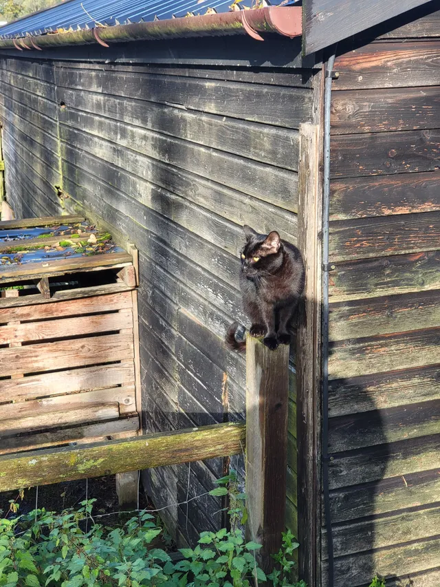Dizzy - Whatfield Road, Ipswich