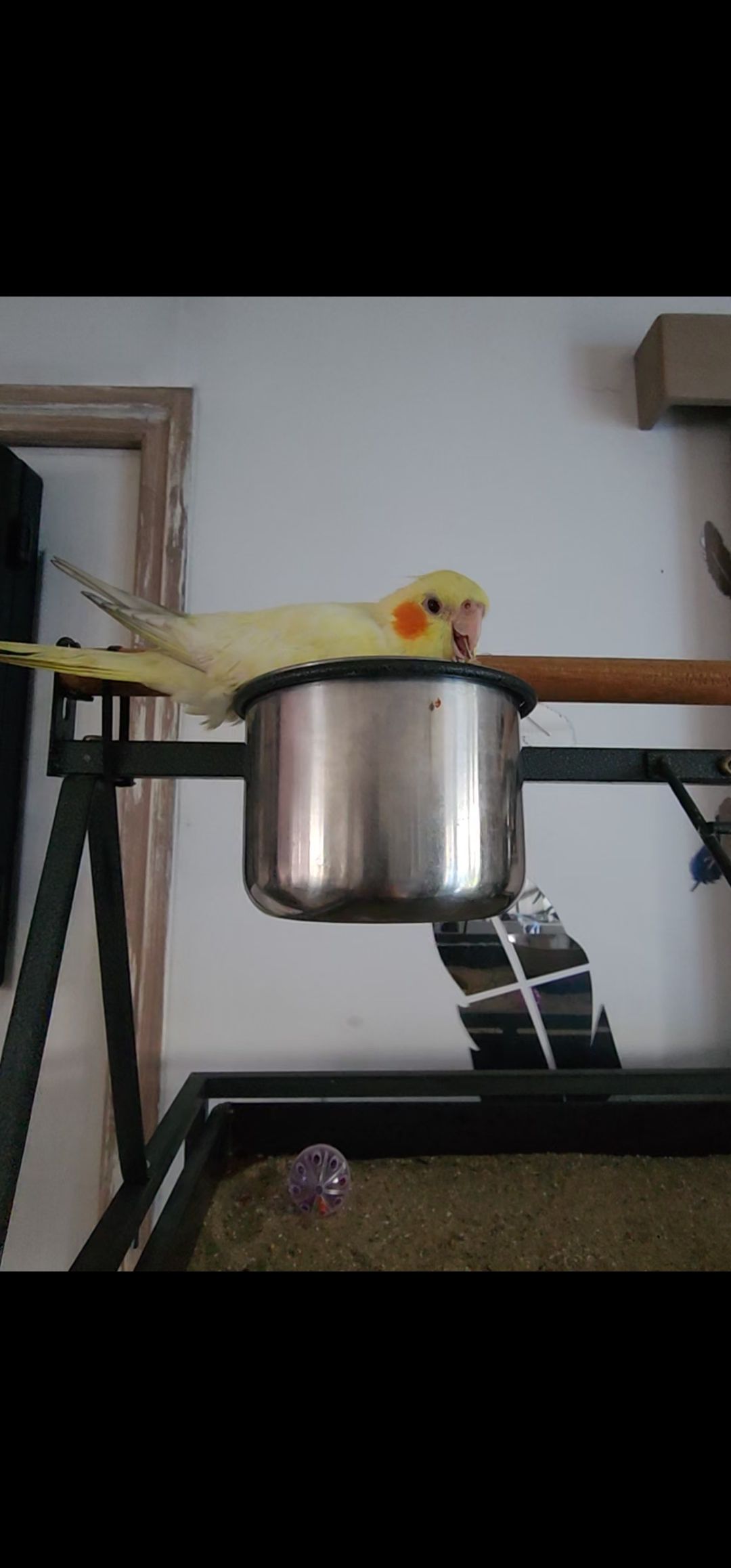 Pee-wee - Rue Ambroise Paré, Renazé