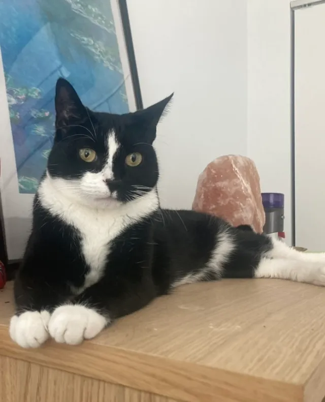 Franny - 96 Woodpoint Rd, Brooklyn
