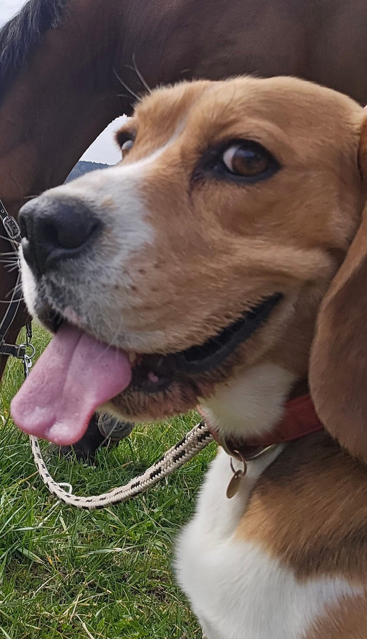 Sitron  - Le Petit Mallet, Noé-les-Mallets