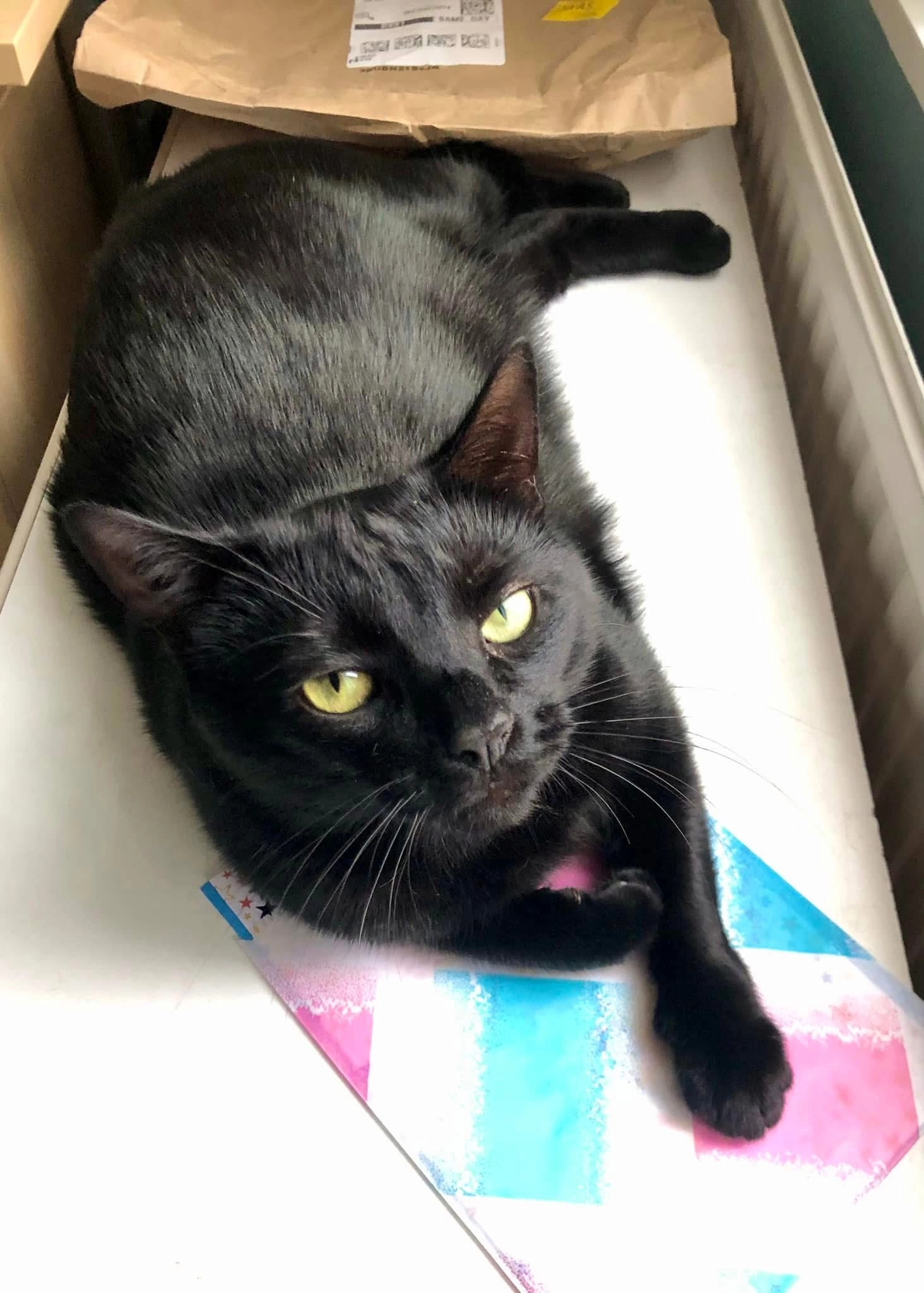 Wanda - Well Lane, Rotherham