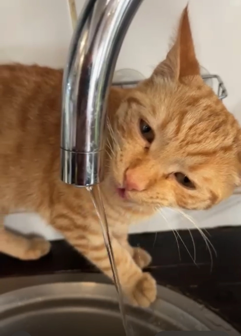 Pif - Am Dux, Wiggensbach