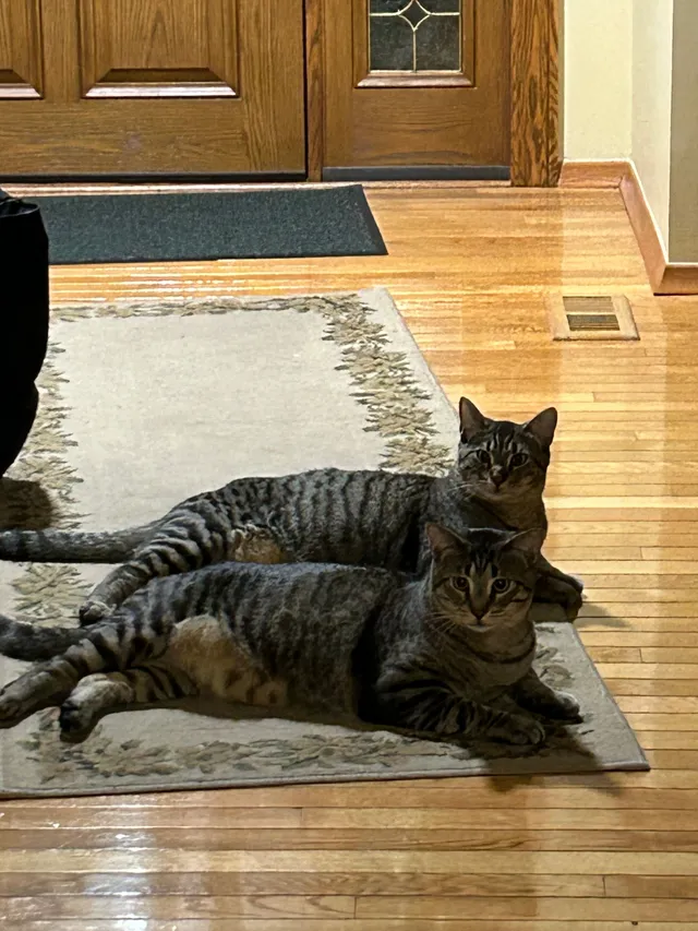 Two cats Zoodle and doodle  - 198 Cambridge Ln, Bloomingdale