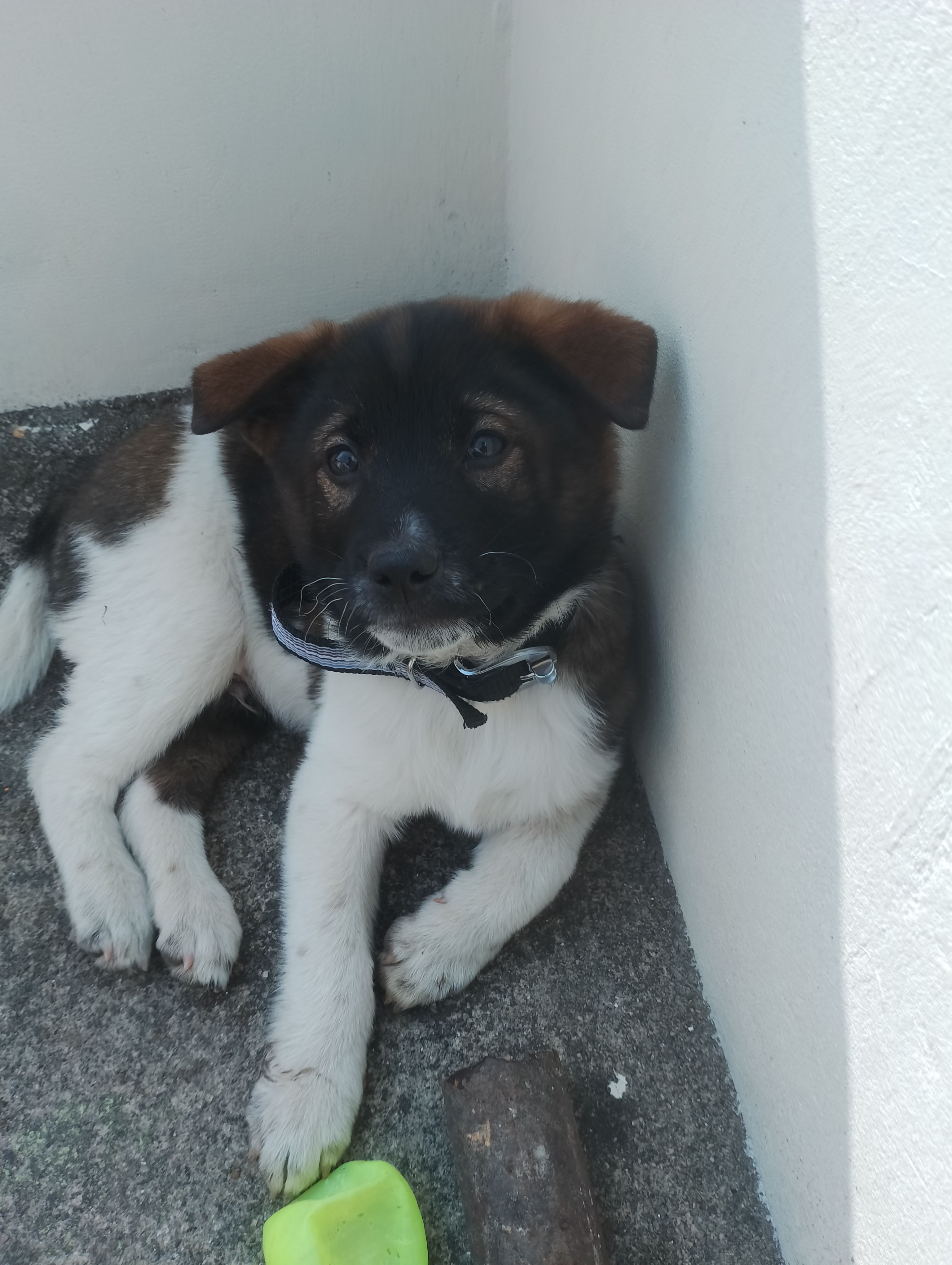 Arlo - Sr Josephine Gaod, Shillong