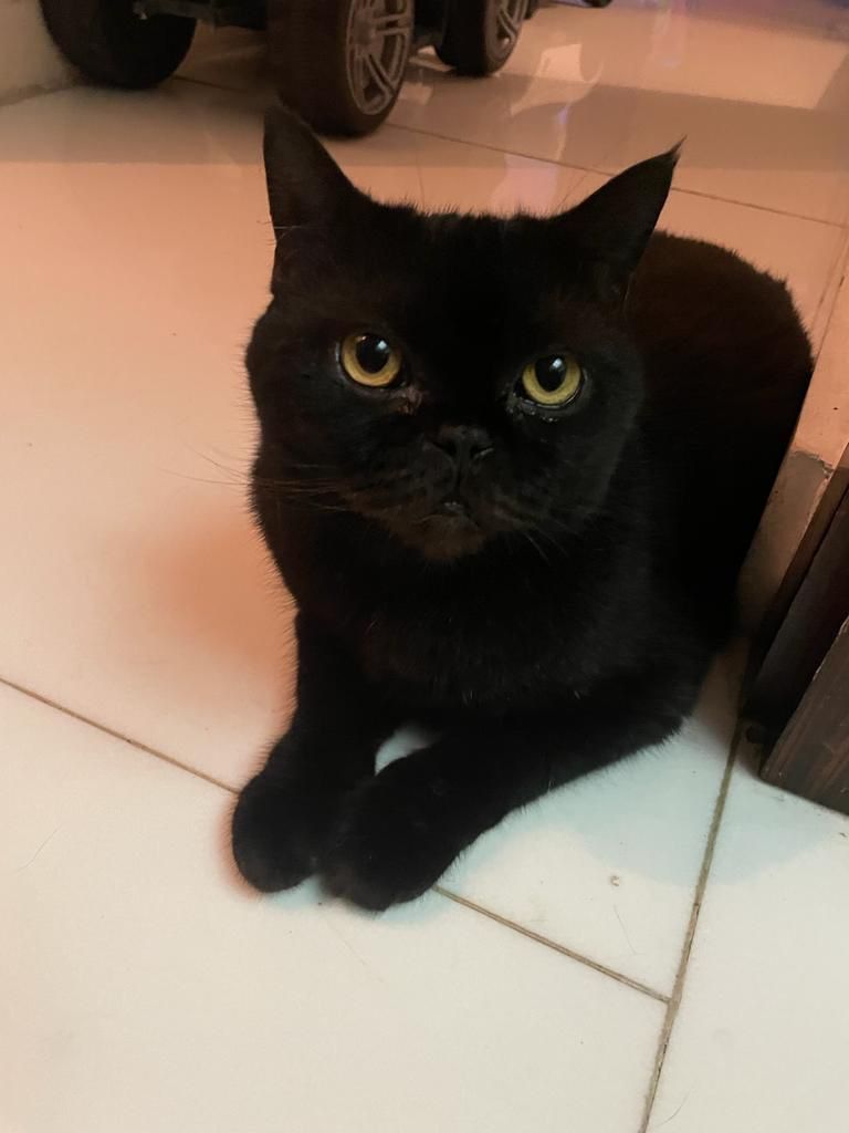 Minkie - San Hing Back Street, Cheung Chau