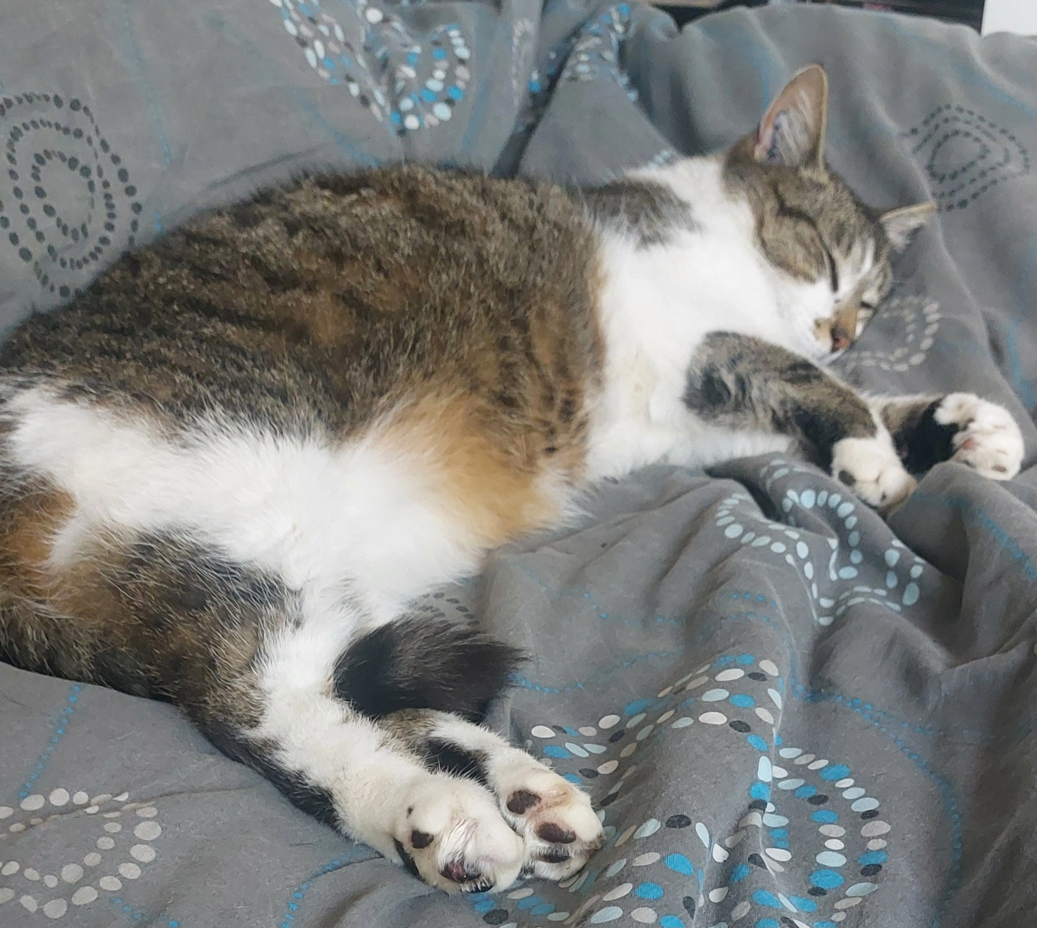 Sentito  - Route d'Orgerus, Bazainville