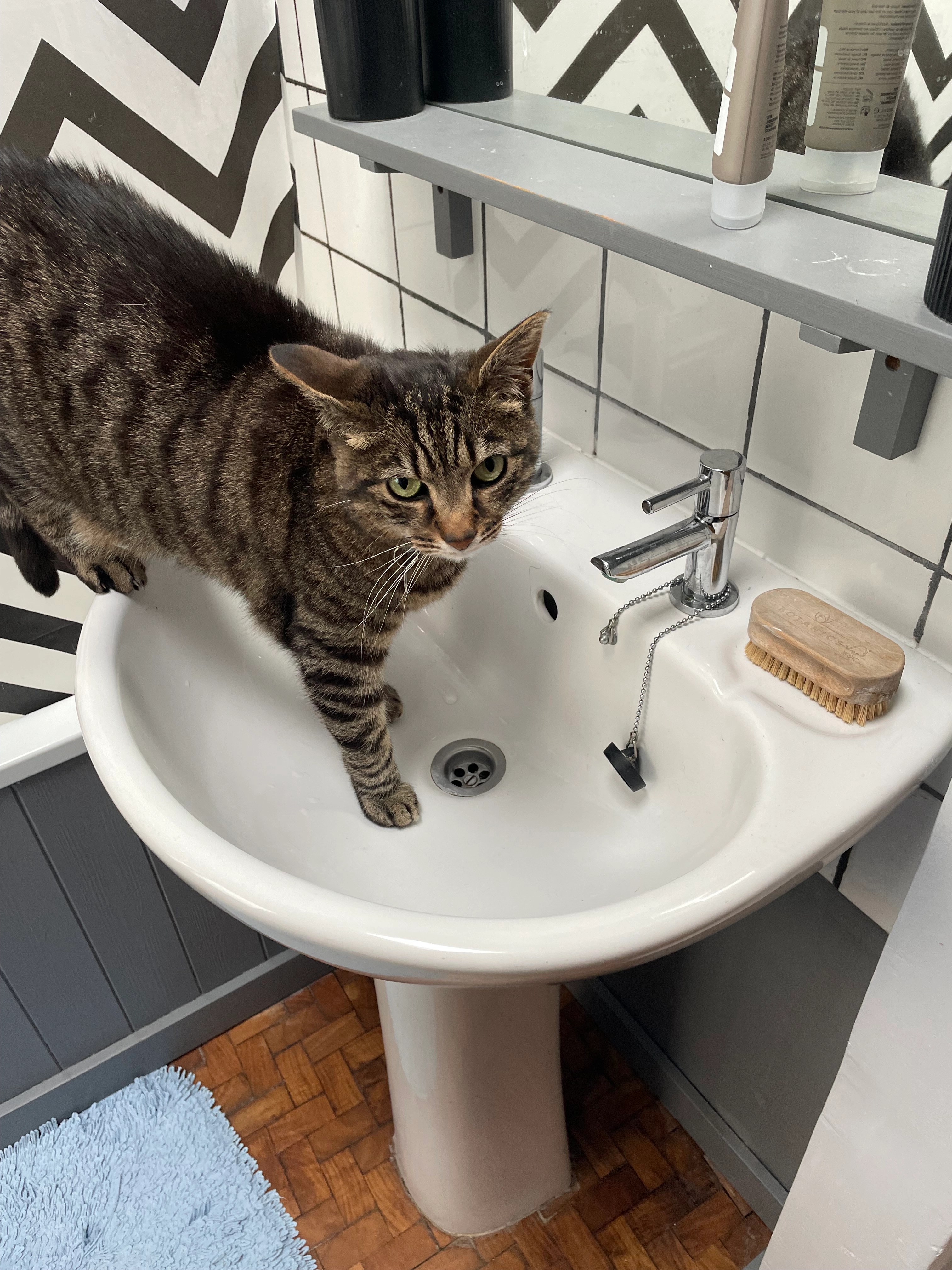 Gizmo - Upper Grove Road, Alton