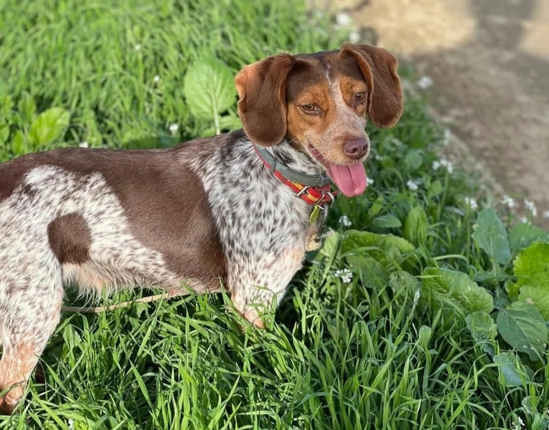 Nala - Camino De Castilblanco De Los Arroyos, Villaverde del Río