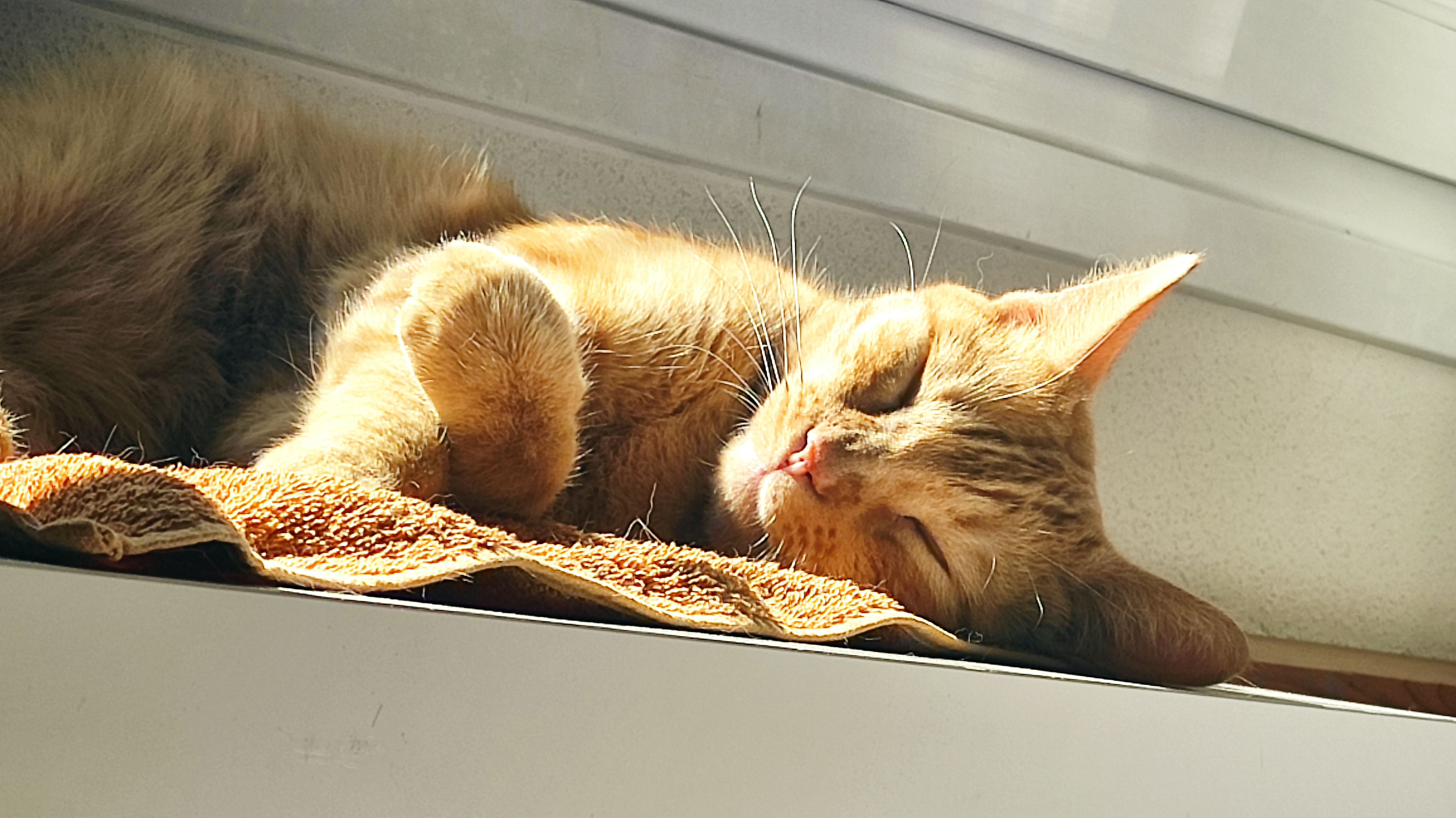 Freskel - Calle García Morato, Alcalá de Henares