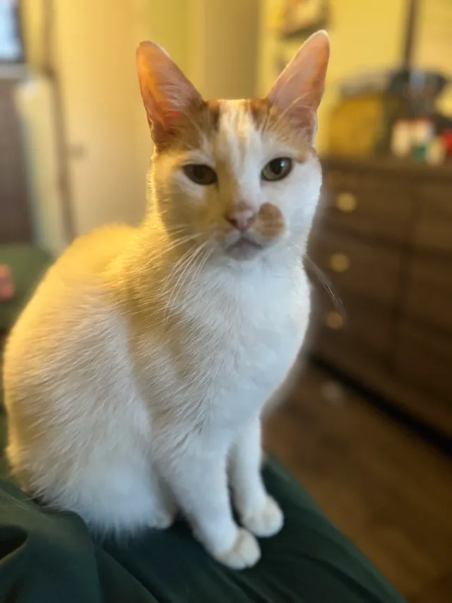 Xjavier  - Glenda Dr, Bedford