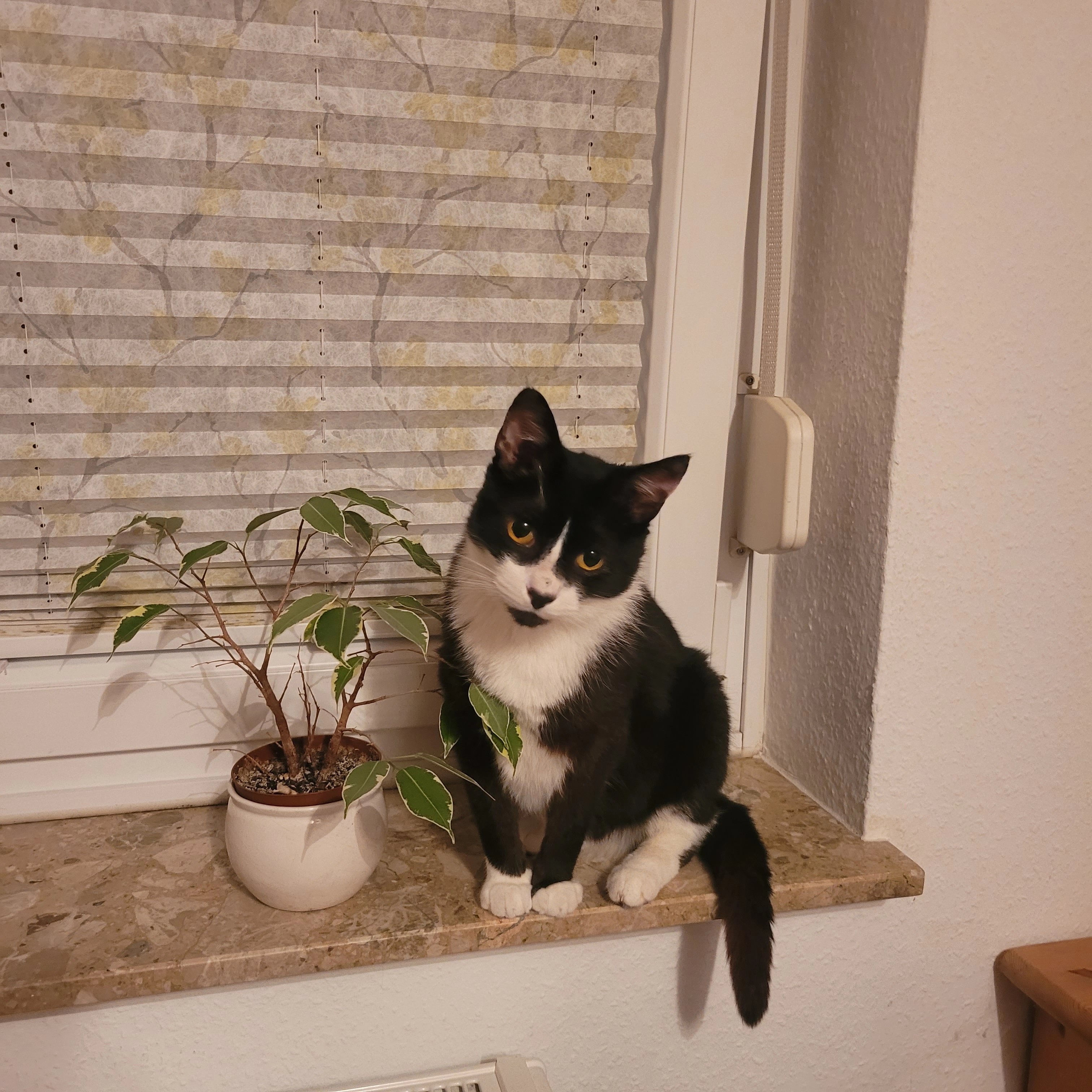 Freddie (Mihawk) - Trentelmoorweg, Peine