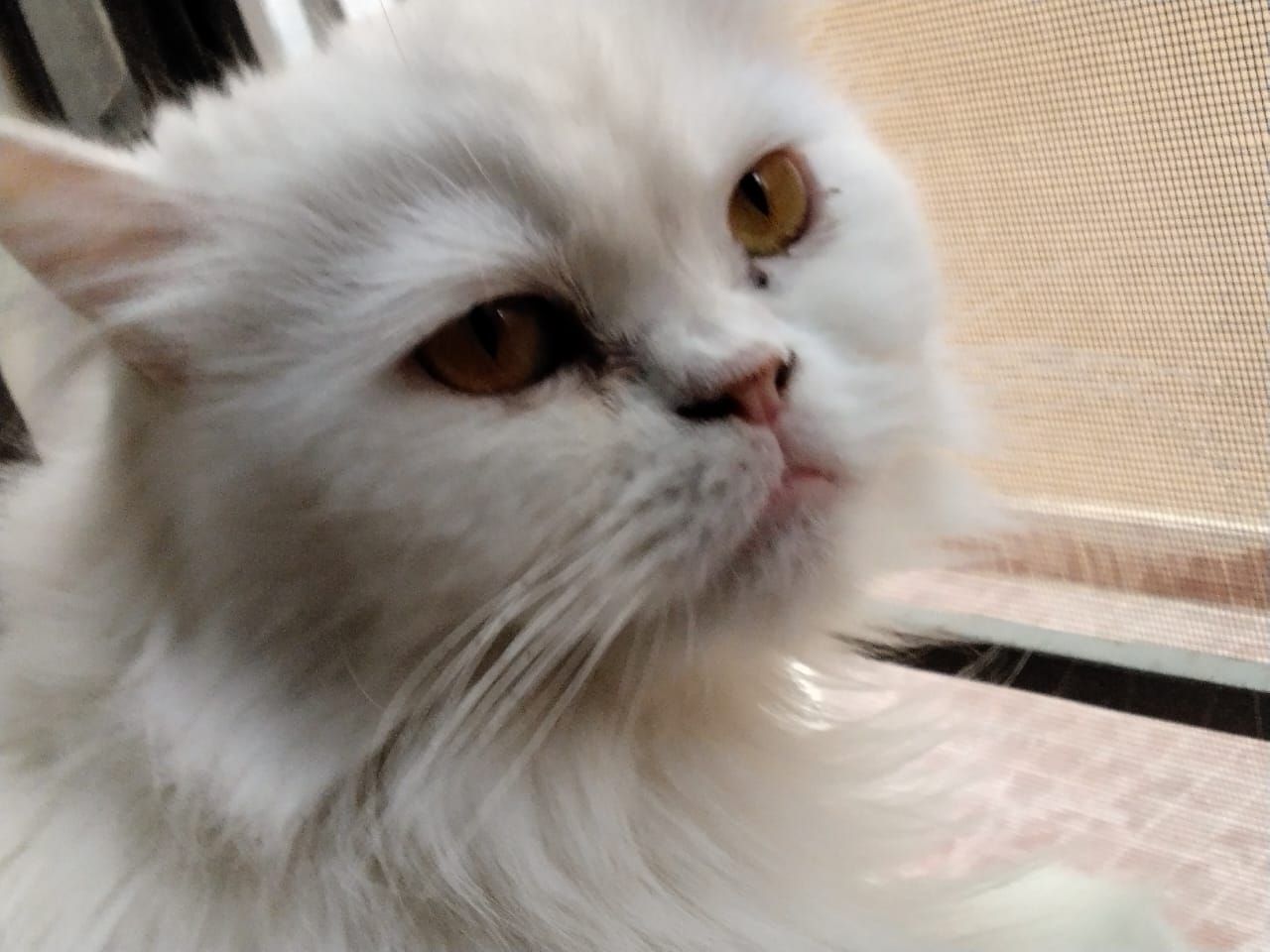 Cleo - Clifton Cantonment, Karachi