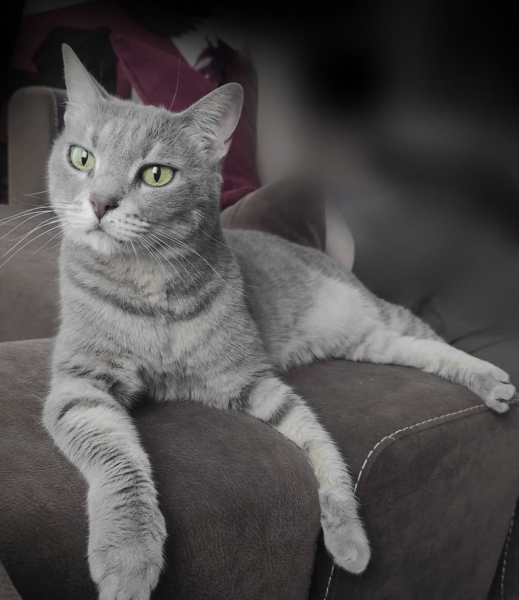 Silvy - Ηλείας, Μεταμόρφωση