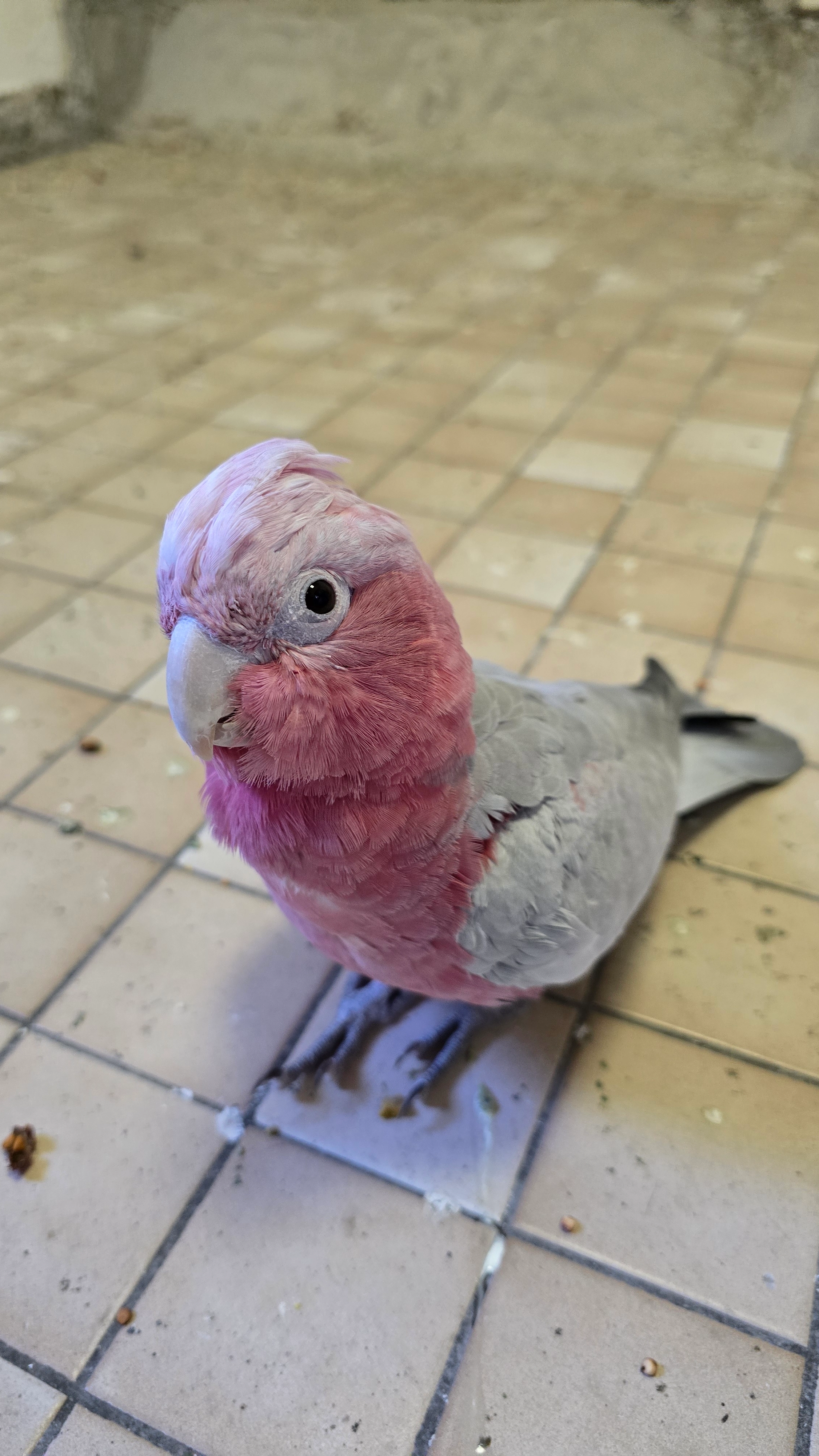 Miko - Reventlowstraße 10, Elmshorn