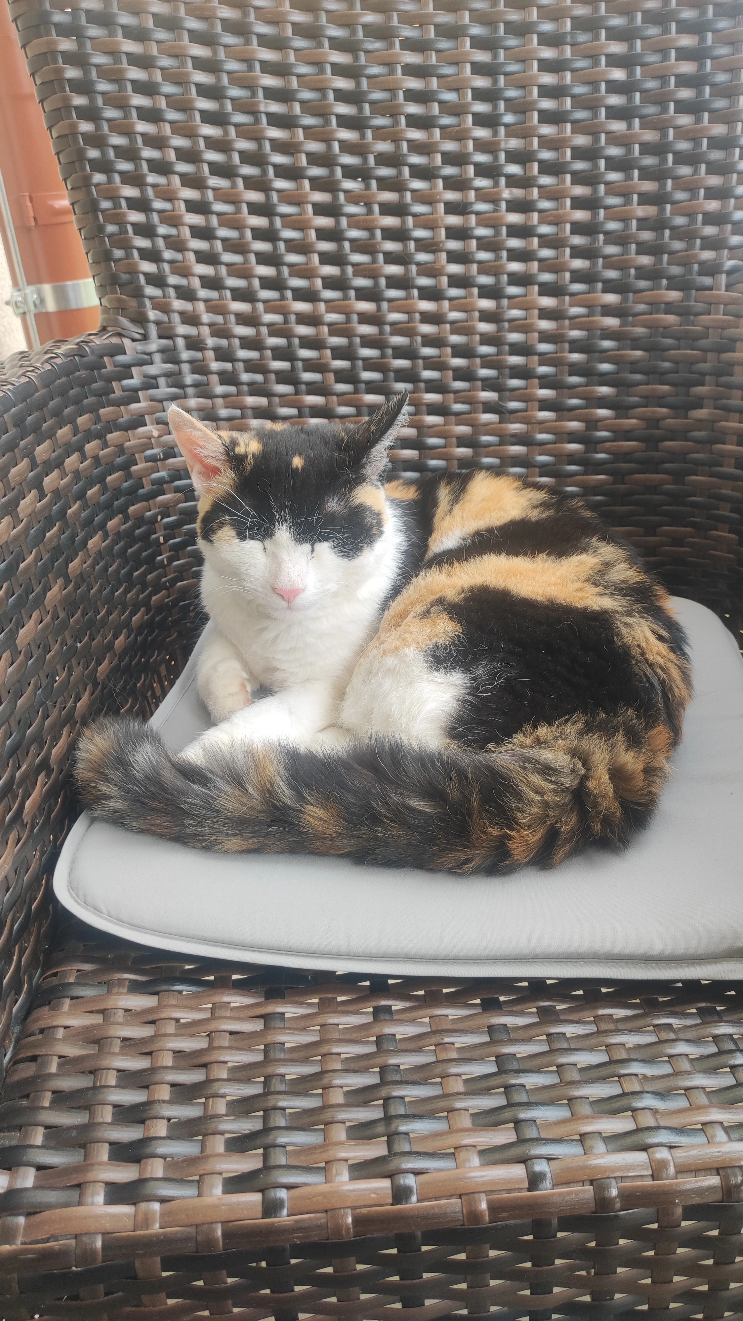 Stella - Pedrettogasse, Graz