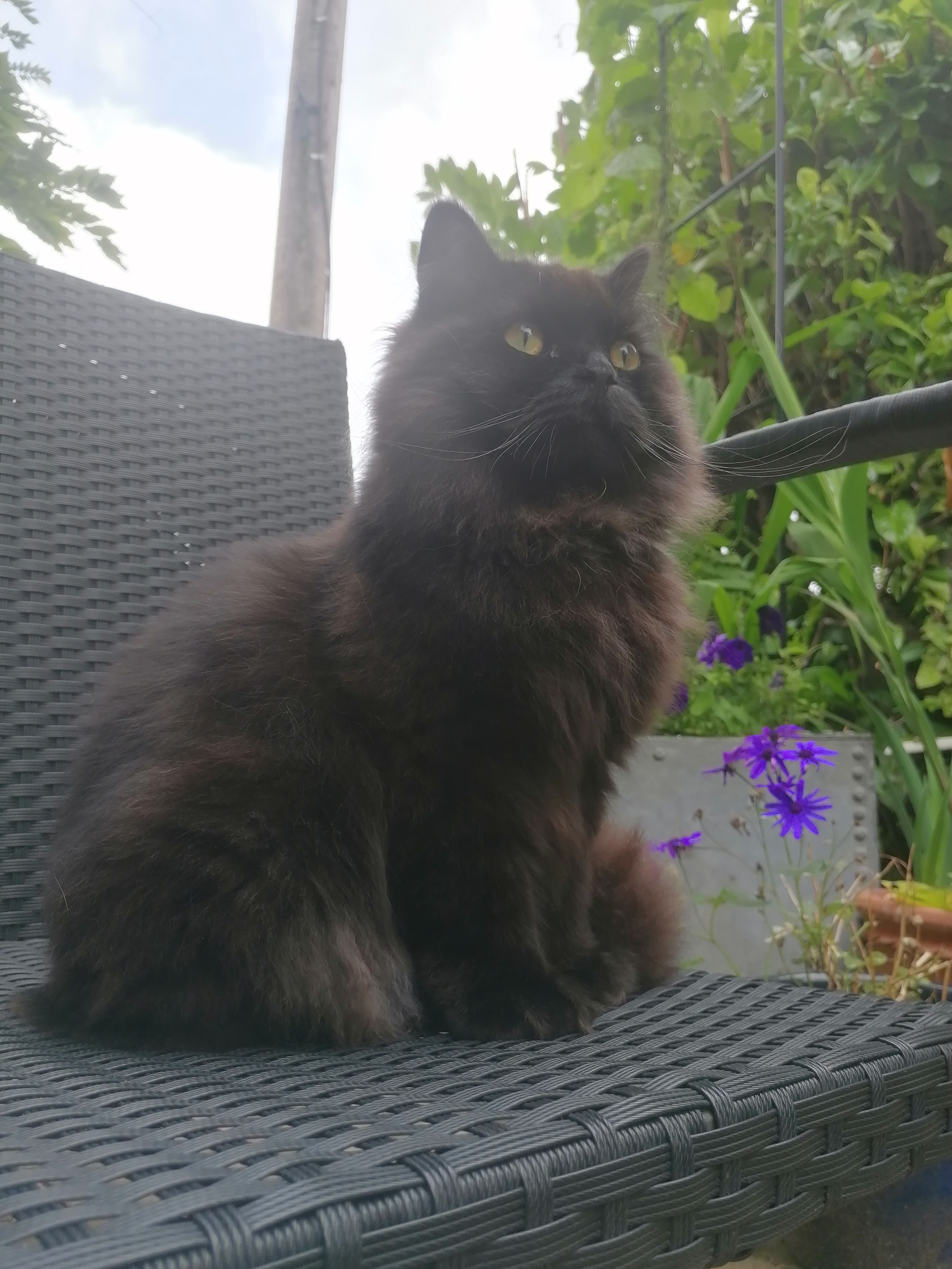 Ozzy - Mount Drive, Oswestry