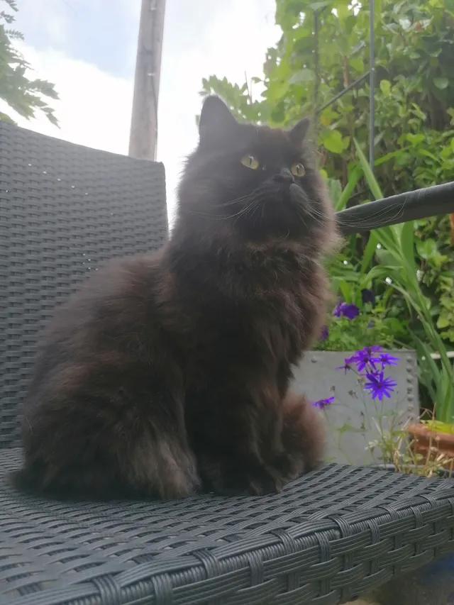 Ozzy - Mount Drive, Oswestry