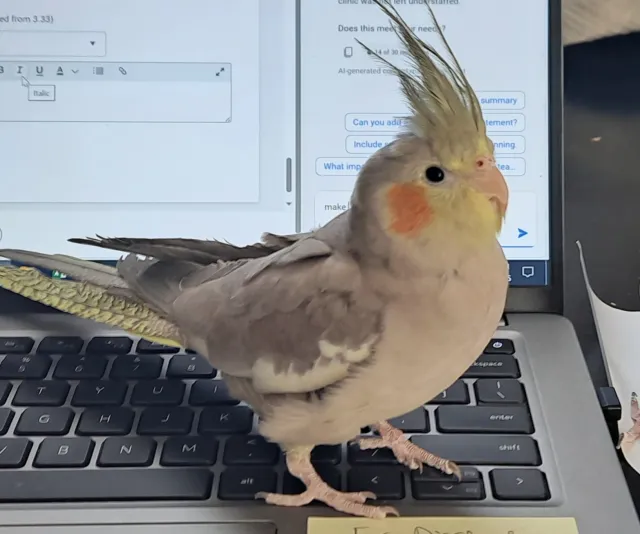 Cockatiel - Melvina Avenue, Oak Lawn