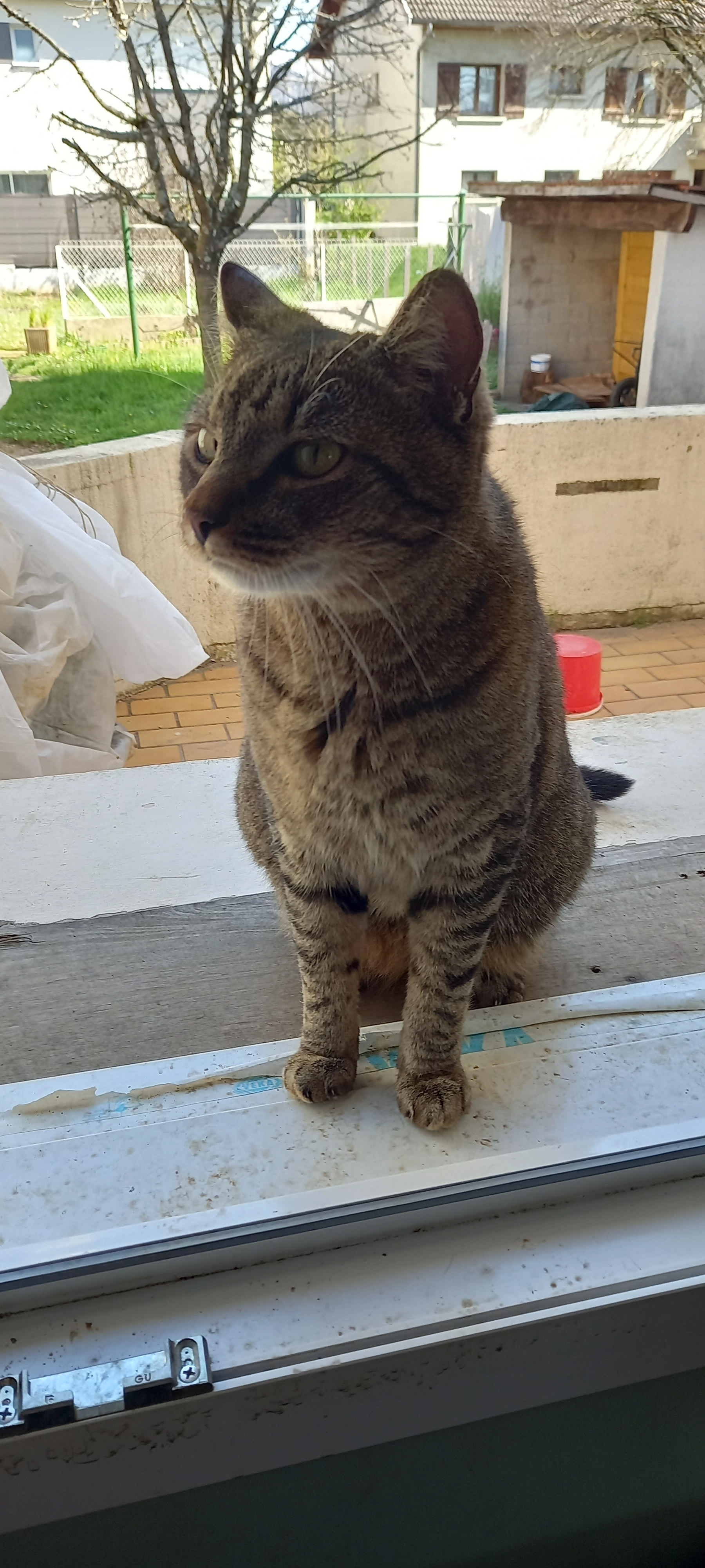 Bowie - 30 Avenue de la Libération, Ambérieu-en-Bugey