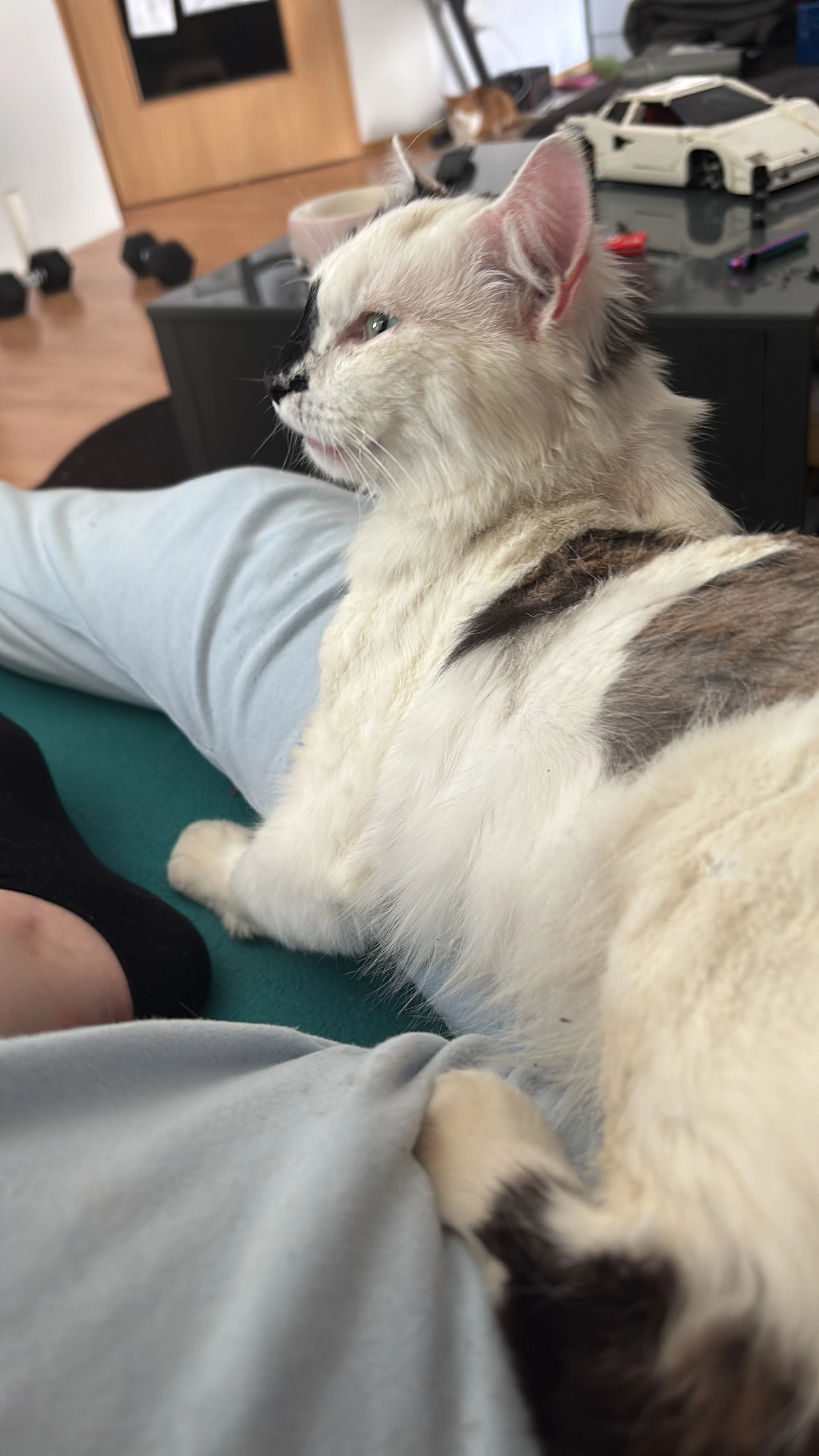 Findus - Schloßstraße, Freising