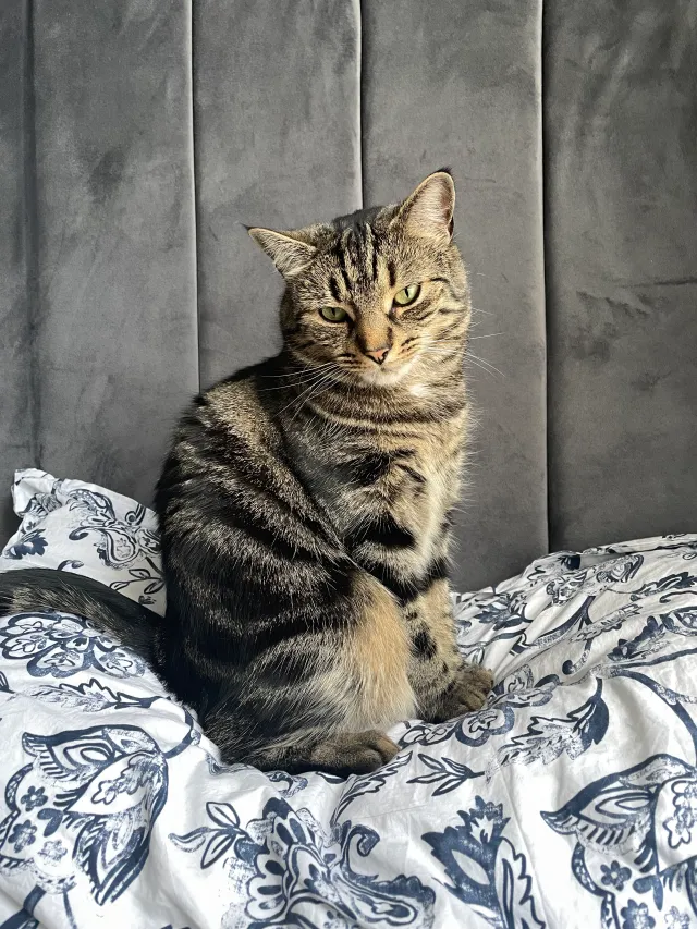 Lilli - E1 6, London