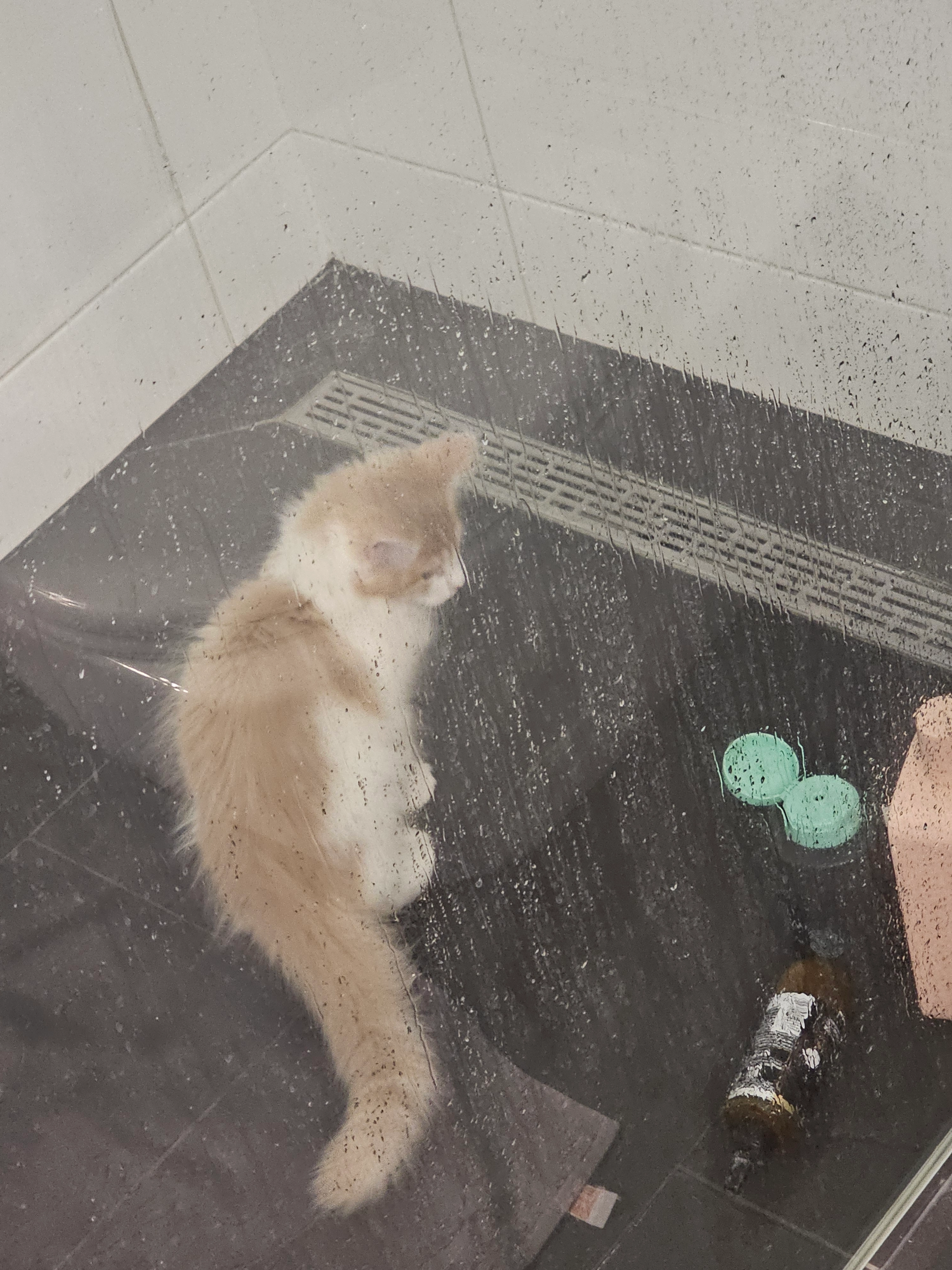 FINN - Kaiser-Franz-Joseph-Ring, Baden