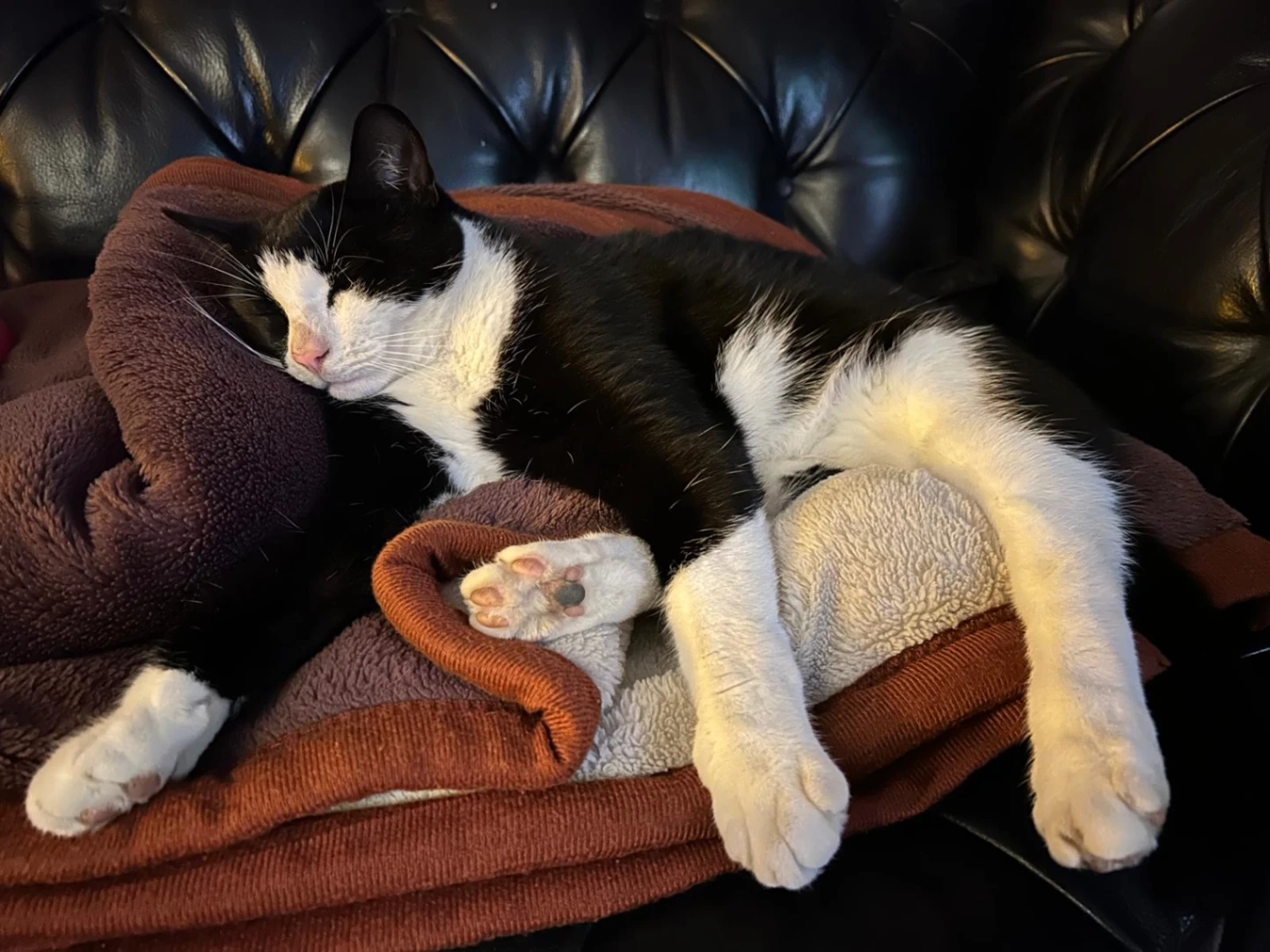 Sammy - Southlands, East Grinstead