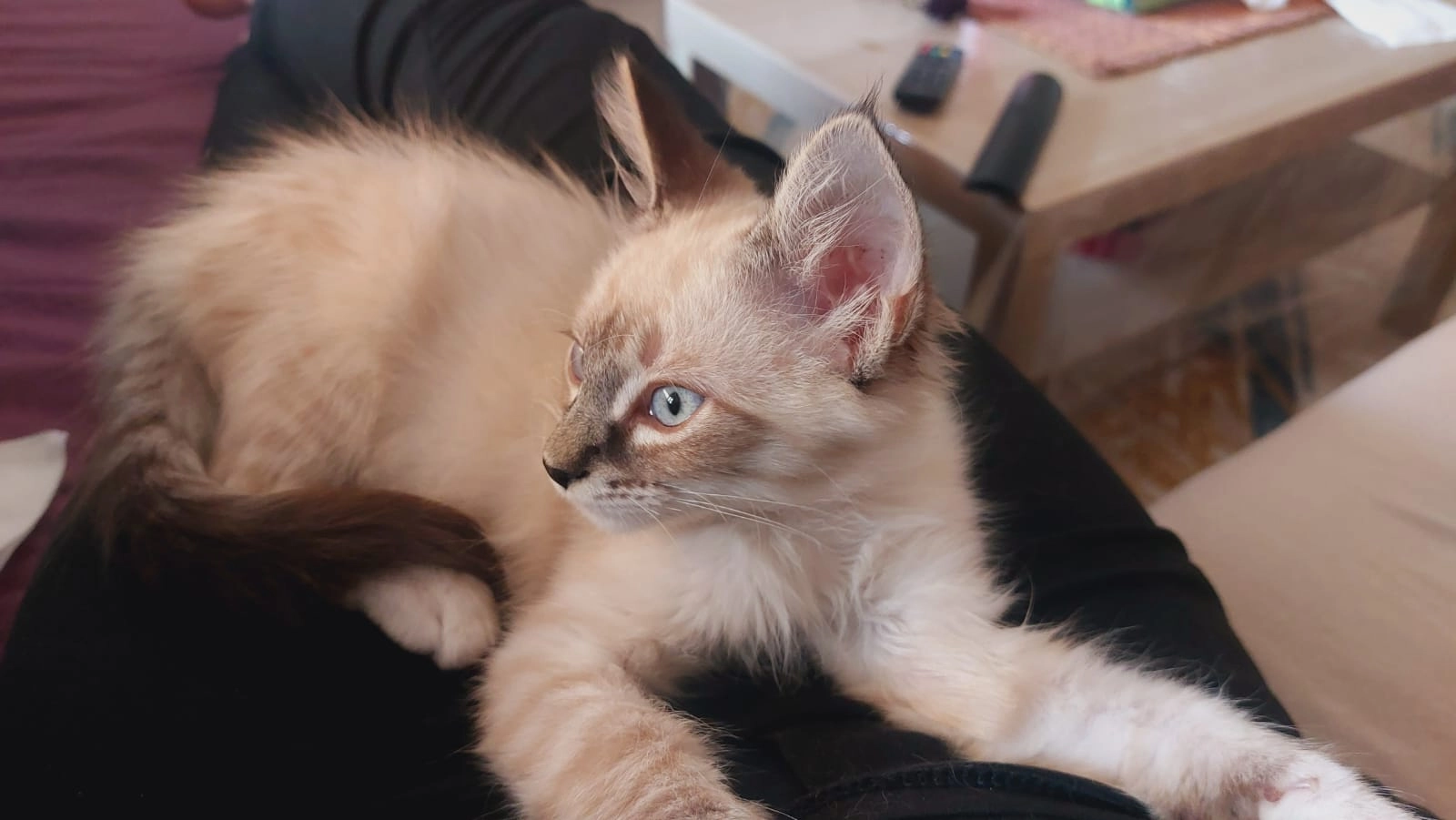 Cookies  - Boulevard Hh 48, Casablanca