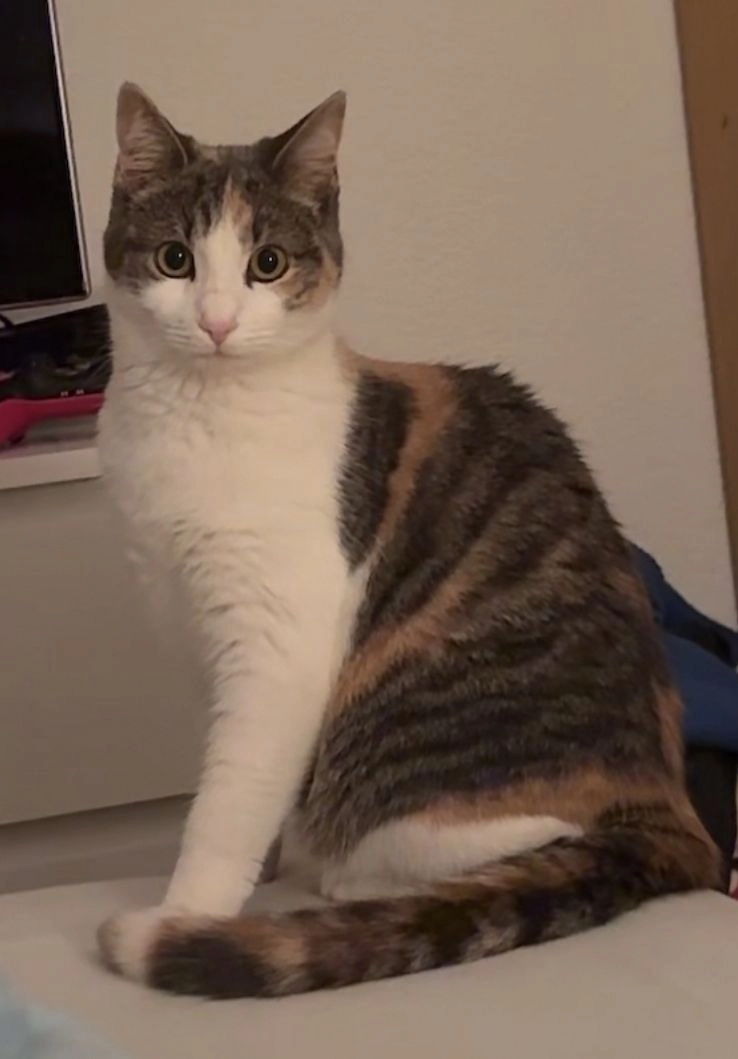 Becki - Chemin de Pré Yonnet, Aigle