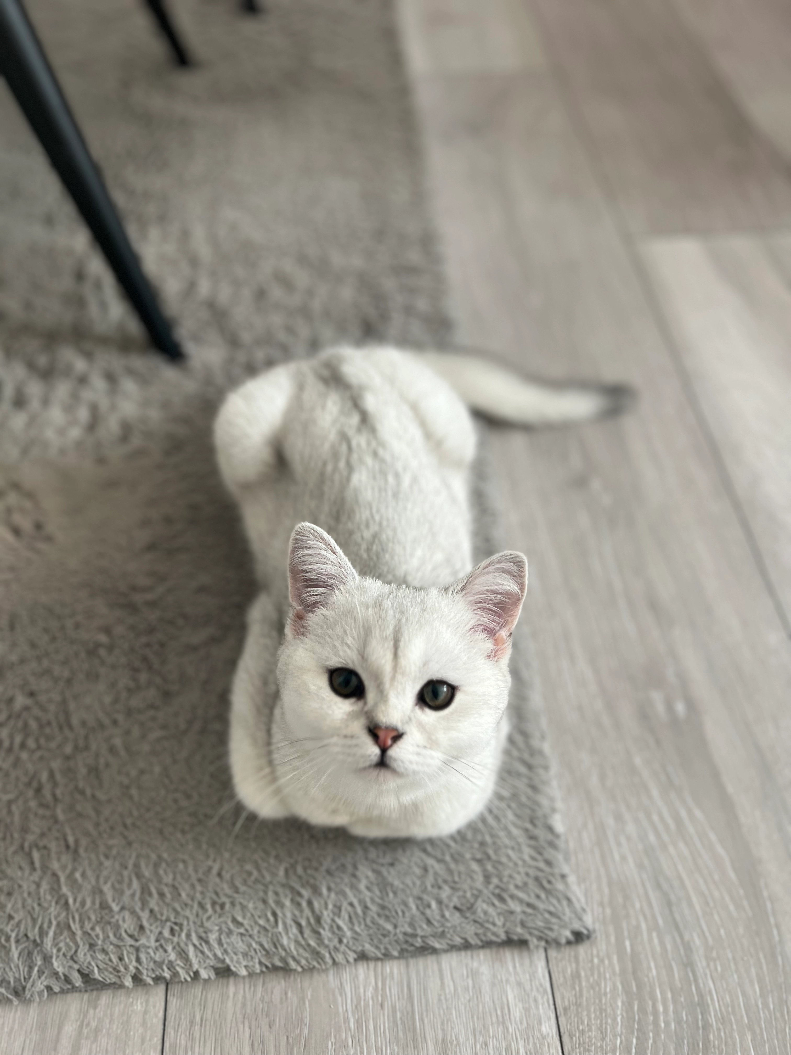 Rafaello  - Höfle, Ofterdingen