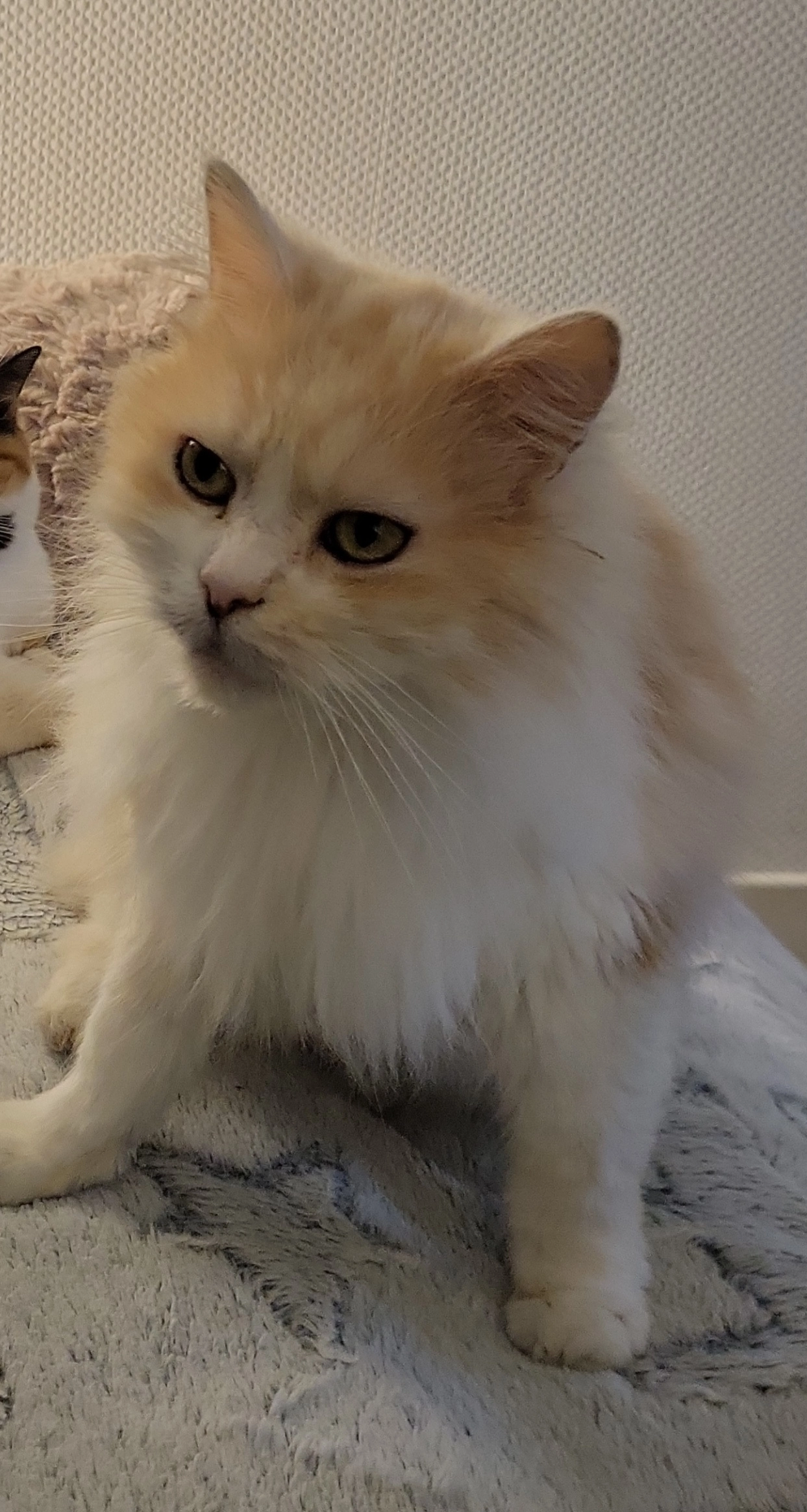 Gucci - Rue Général Binot, Cosne-Cours-sur-Loire