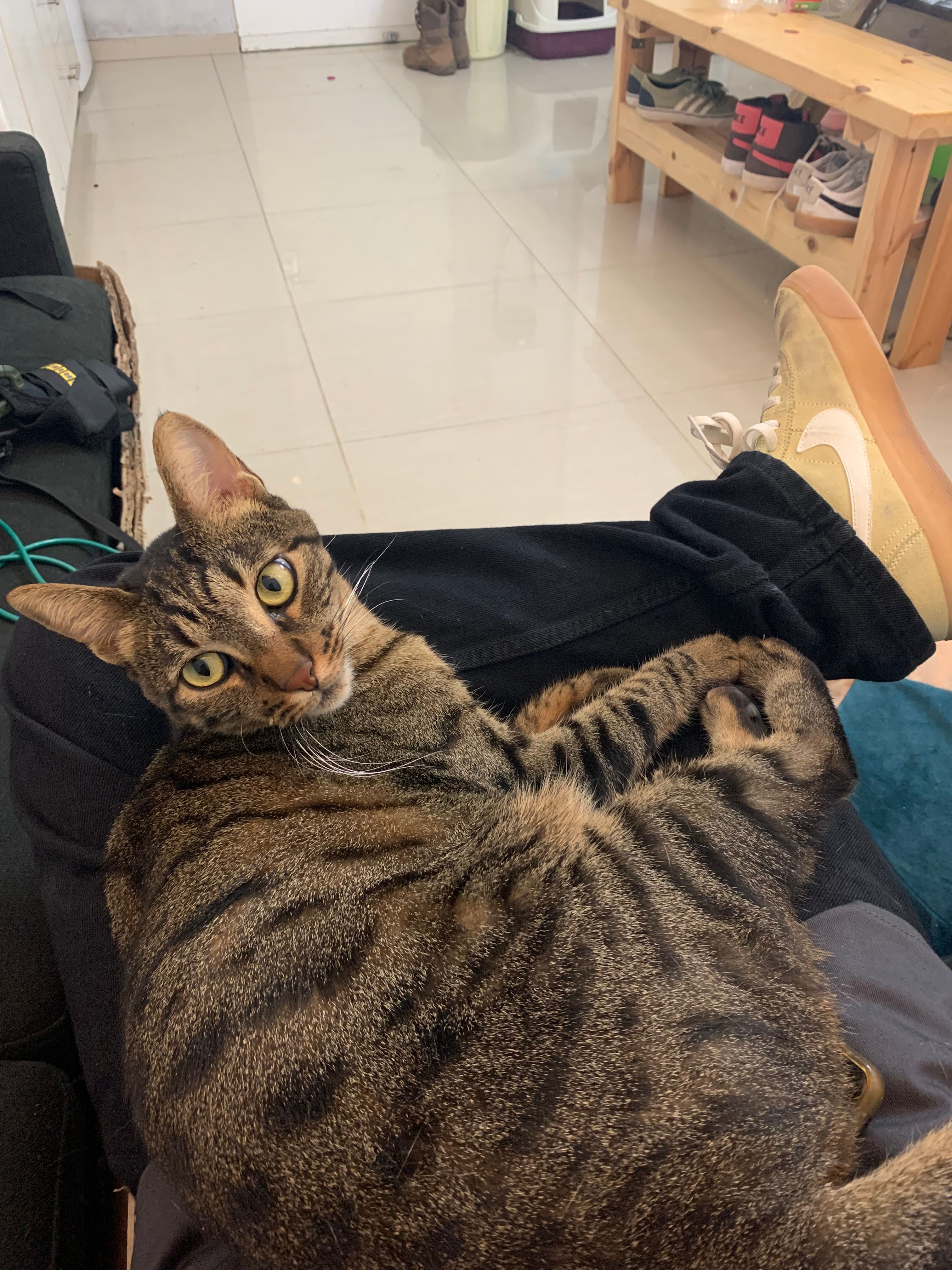 Logan - מנדס, Ramat Gan