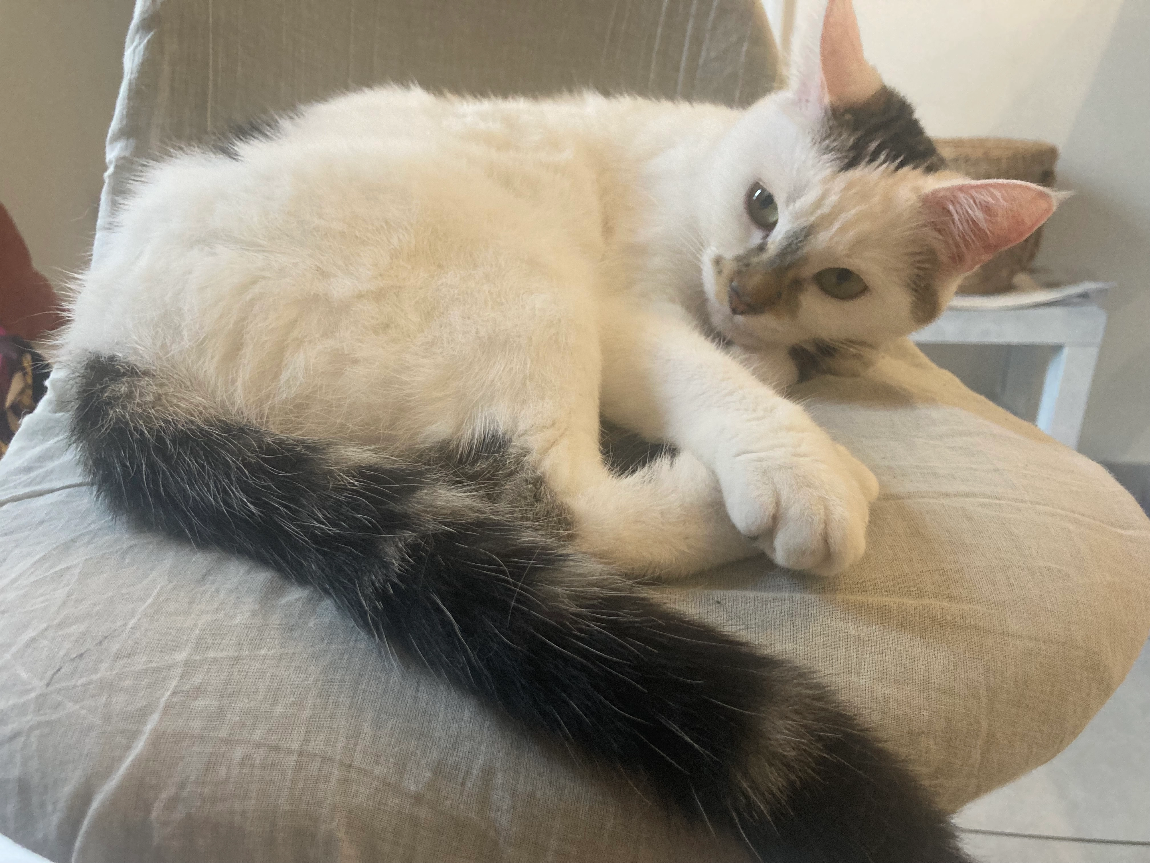 Vanille  - Avenue Du Président René Coty, Arles