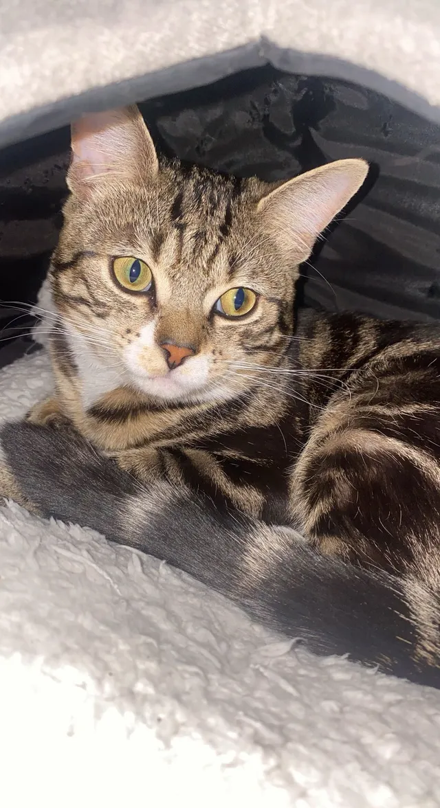 Bambam - Harborough Close, Sheffield