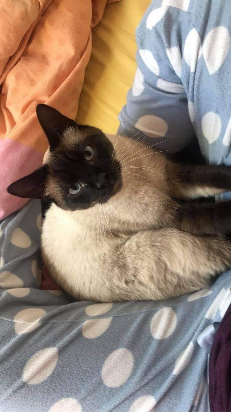 Toupetit - Rue De L'yser, Saint-Brieuc