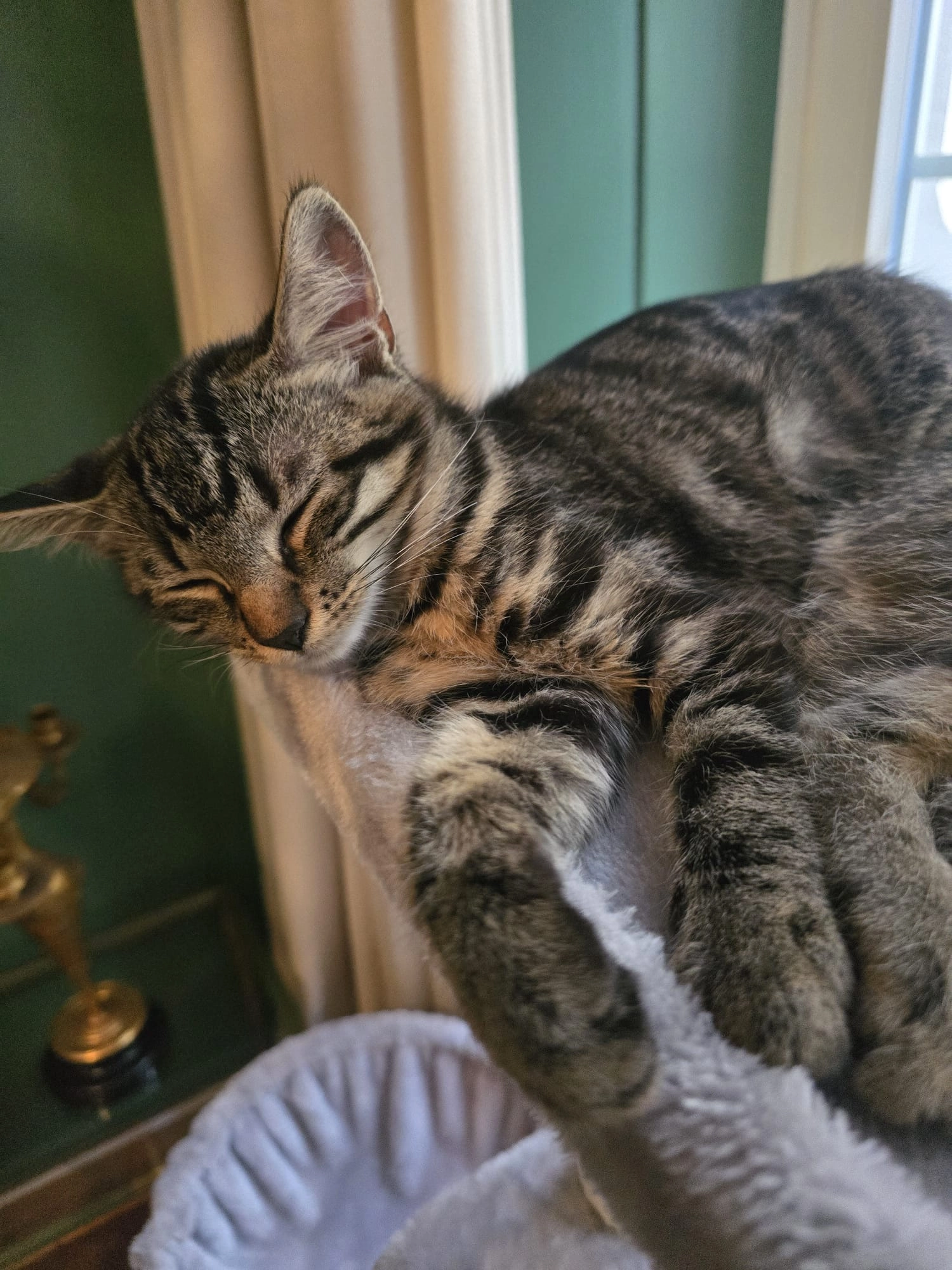 Frida - Safrangasse 2, Schaffhausen