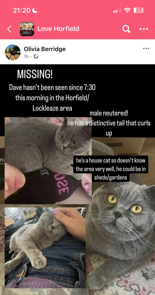 Missing Cat - Kendal Road, Bristol