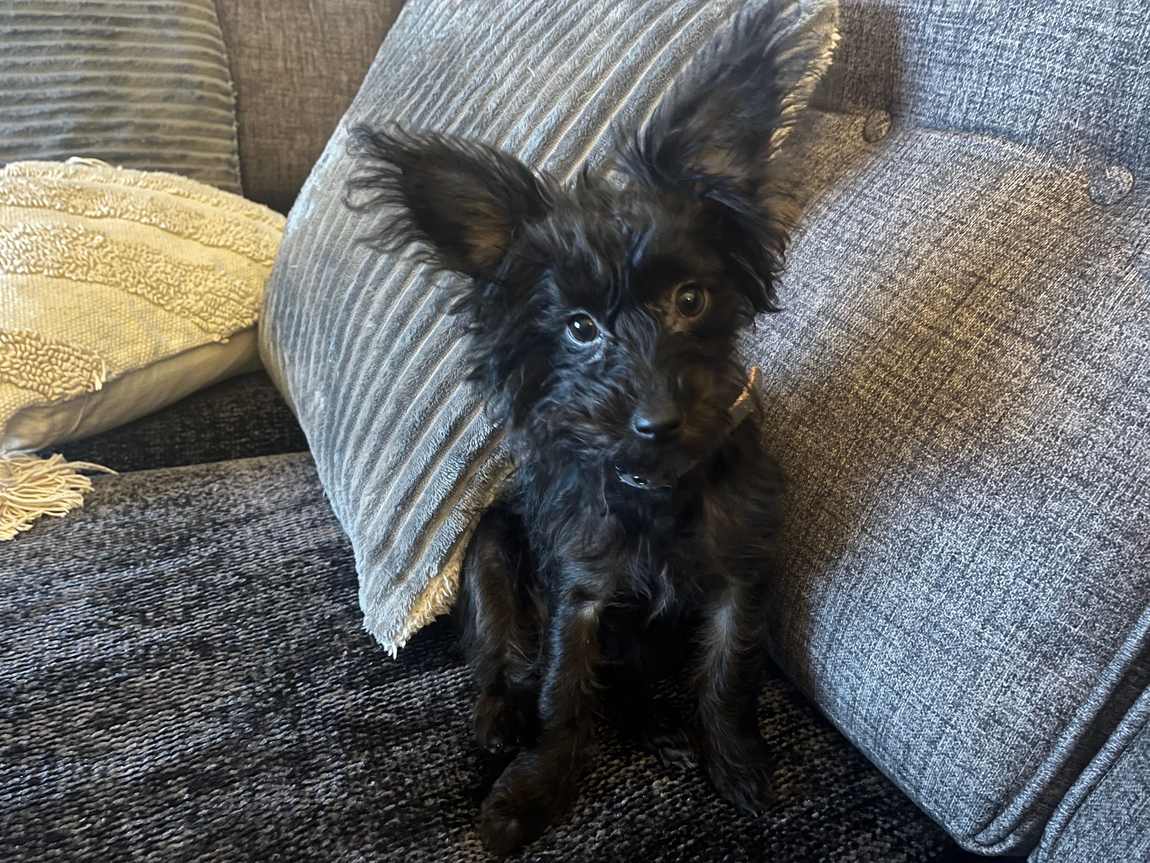 Tilly  - 11 Donnen Street, Margam