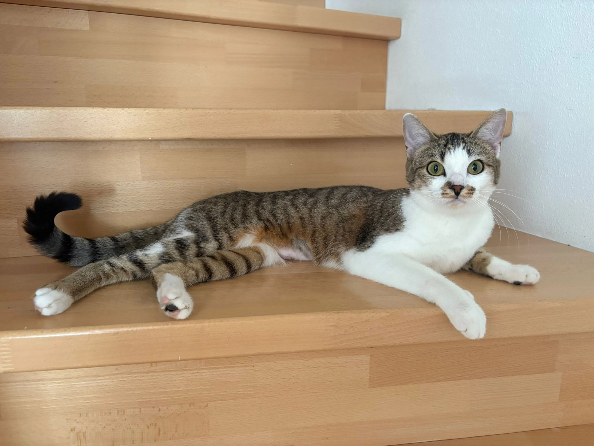 Fleck - Lerchenauer Straße 249, 80995 München