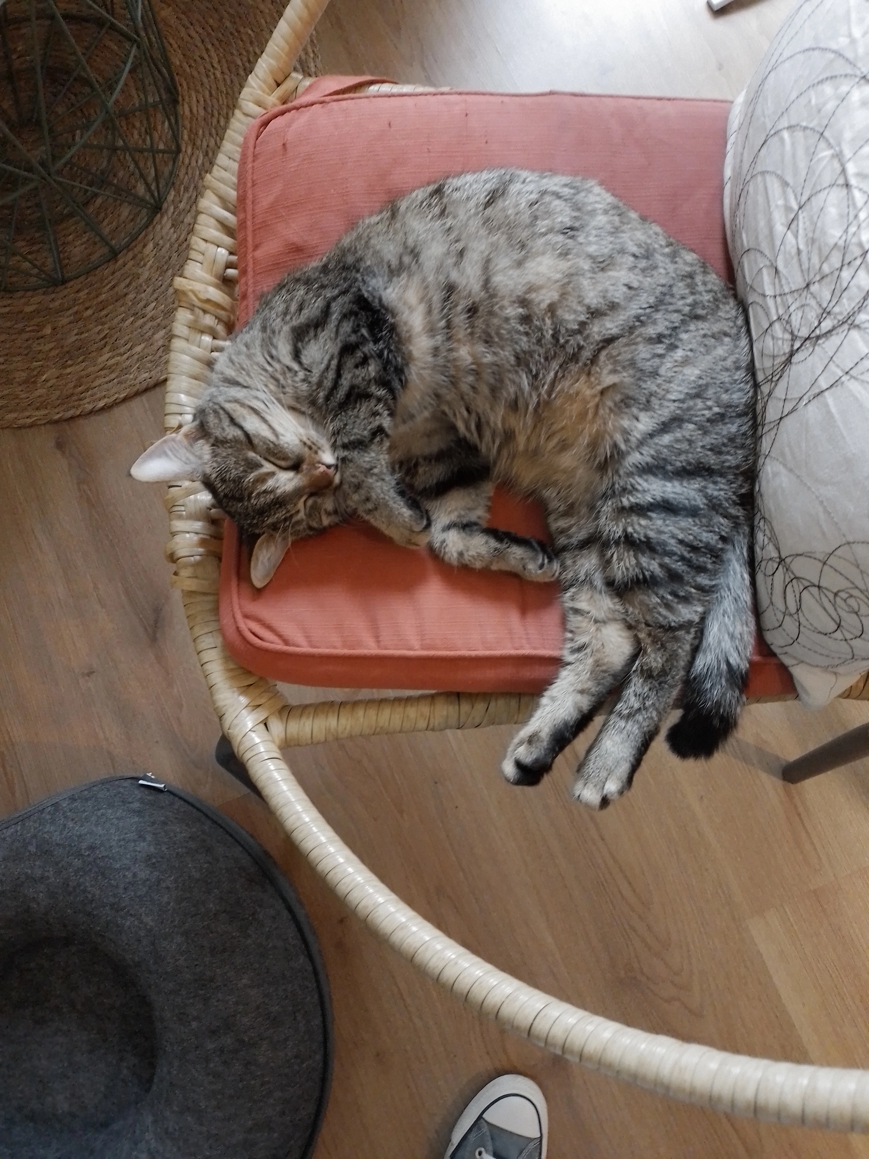 Nala - 9 Résidence de la Guenelle, Le Lion-d'Angers