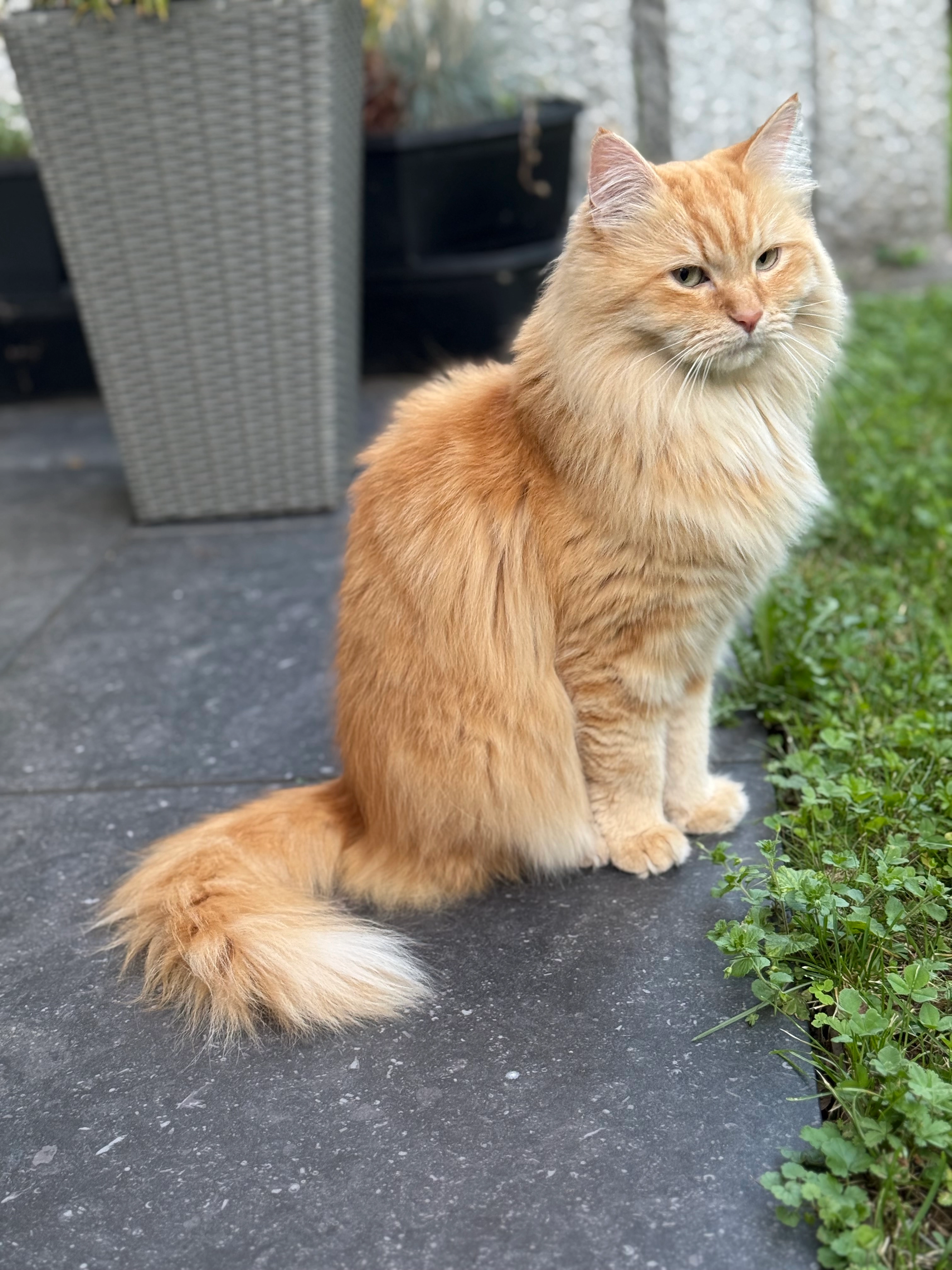 Simba  - Mythenweg, Volketswil