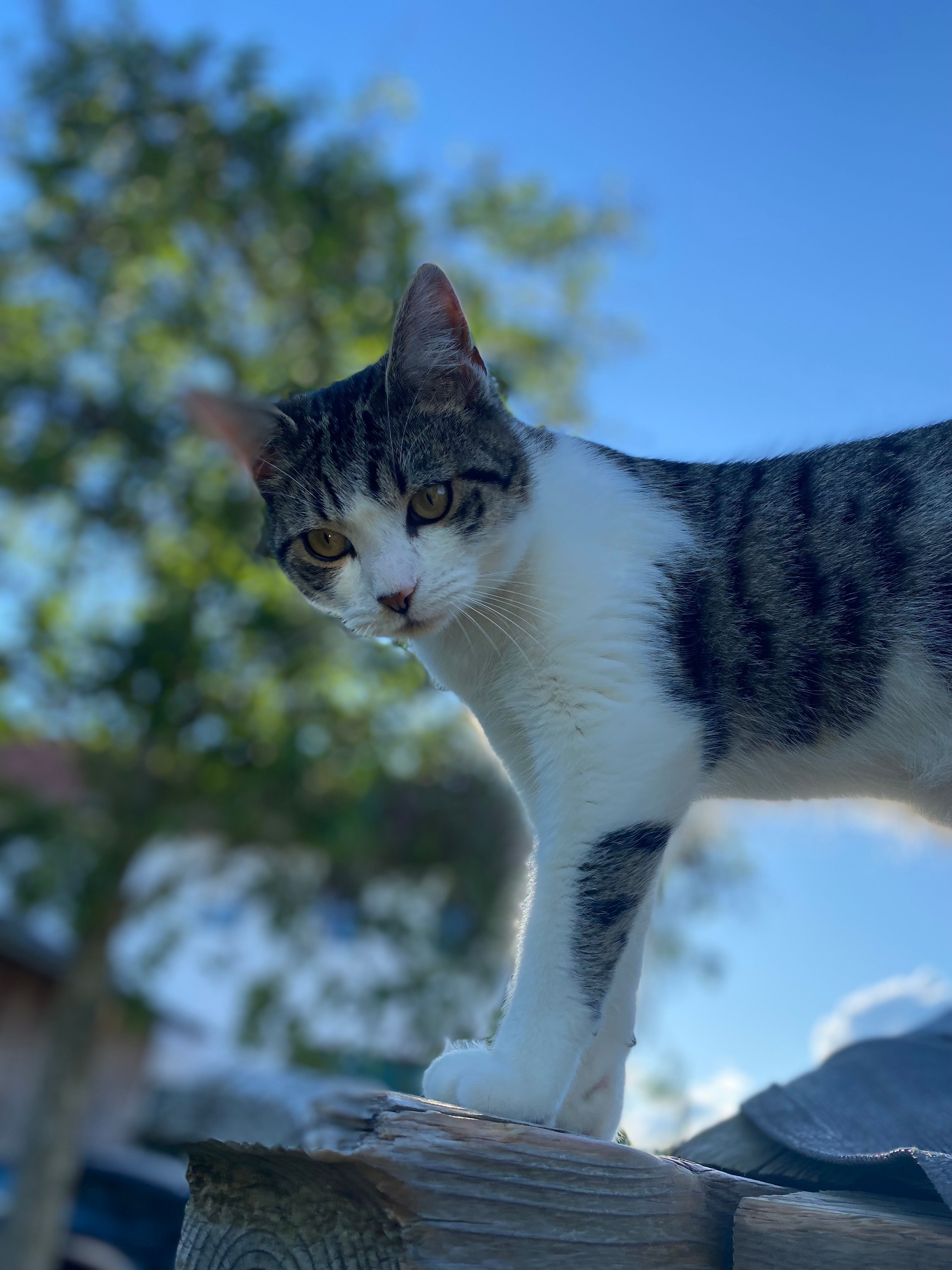 Larry - Höll, Nandlstadt