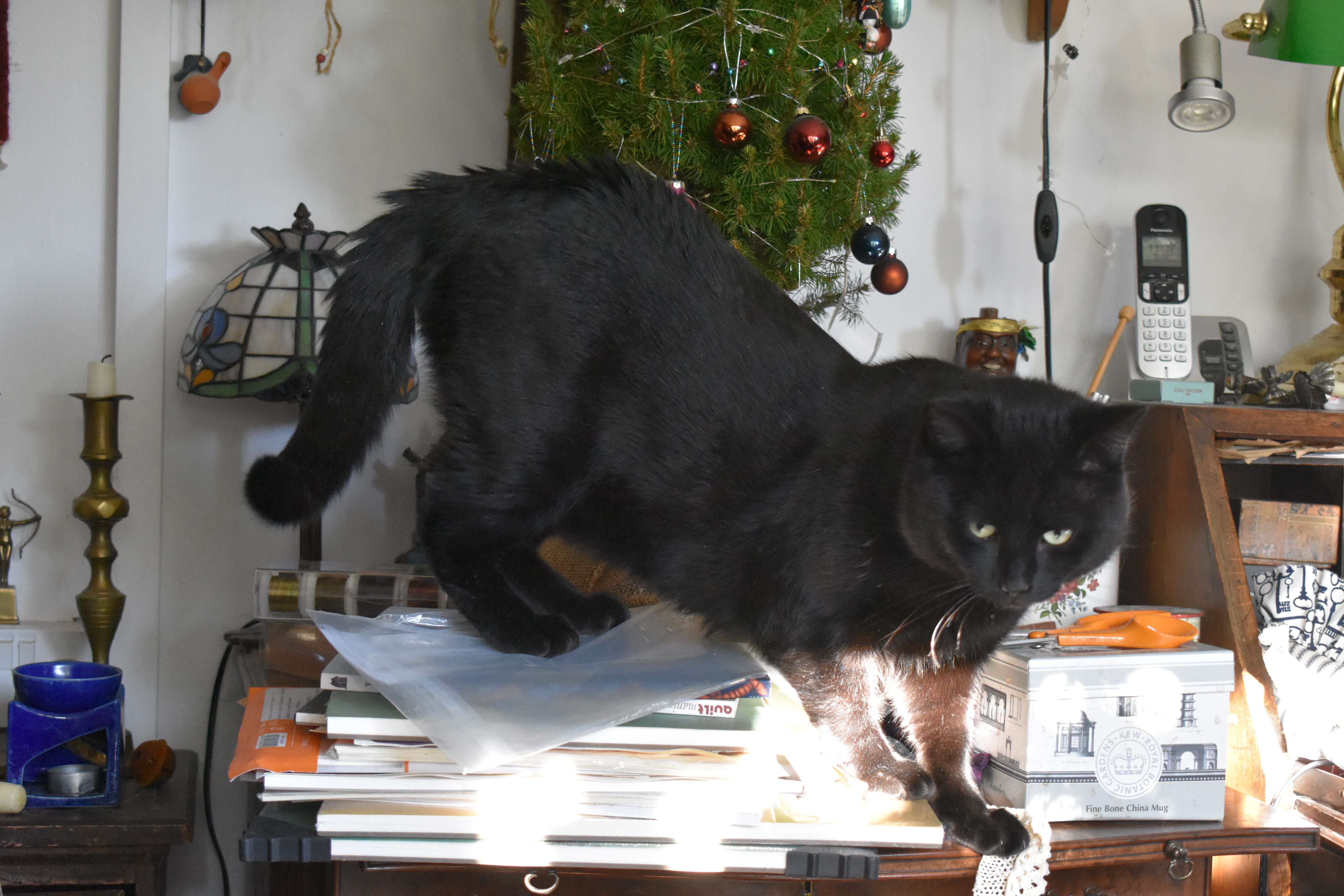 Ted - Glebe Road, Stroud