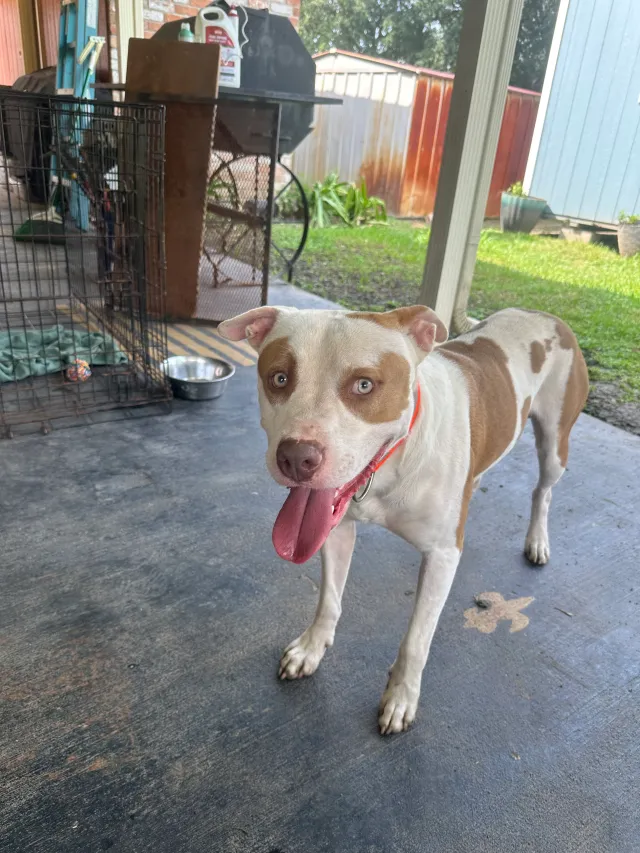 Thrax - Modoc Avenue, Baton Rouge