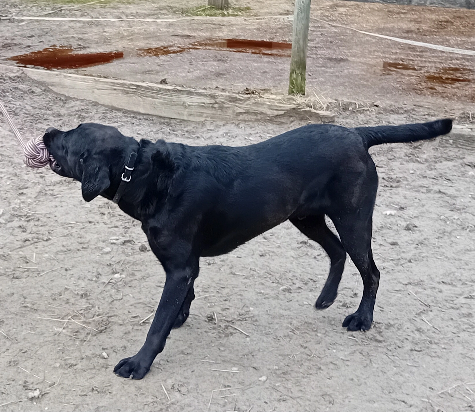 Ostra - Rue De Laval, Beautheil