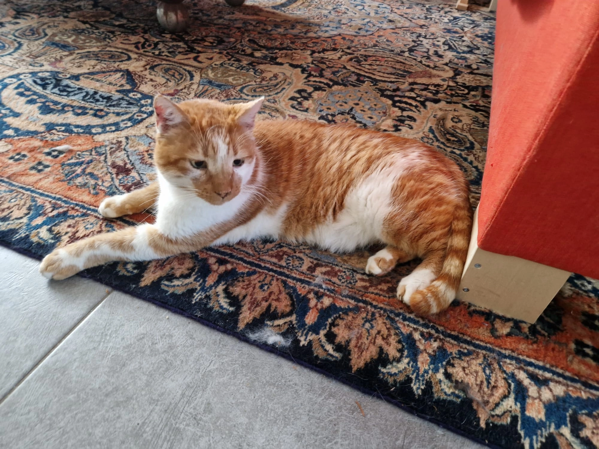 Rourou  - 15 Rue des Chênes, Dax