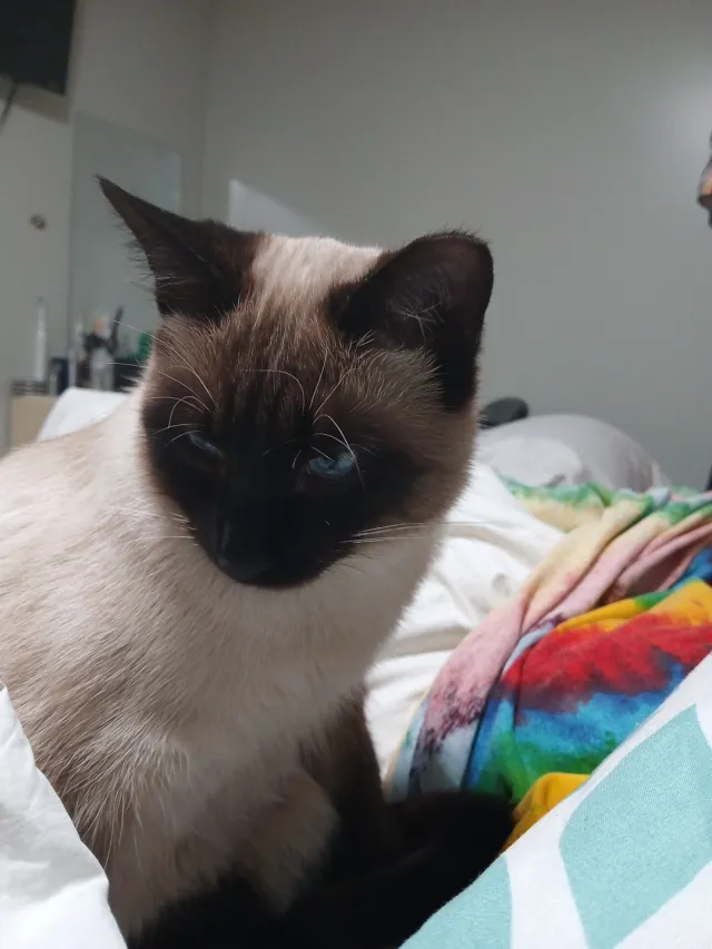Missing Cat - Sunnyland Loop Lane, Fountain