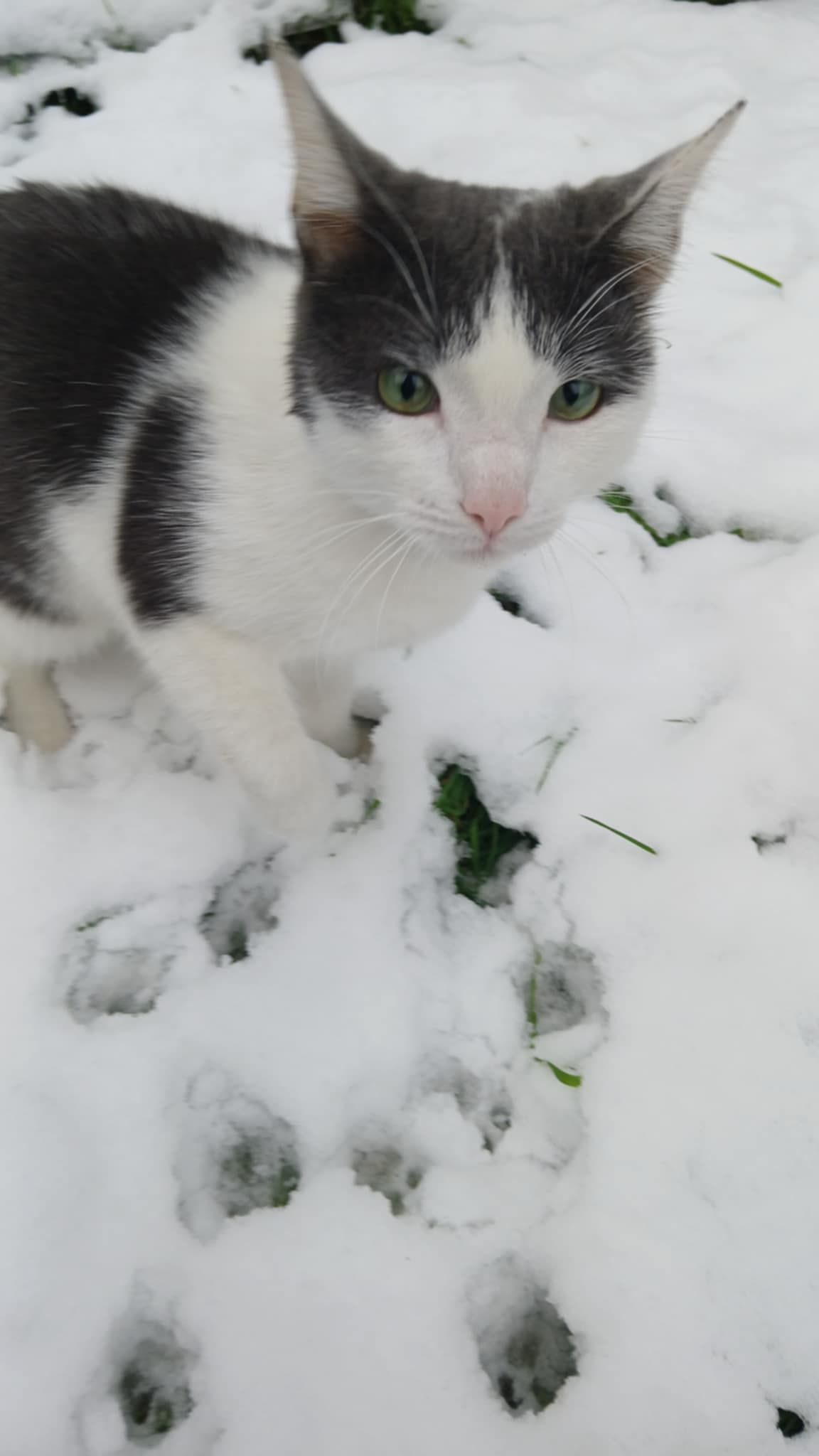 Puddy Tat - Lios Na Run, Galway