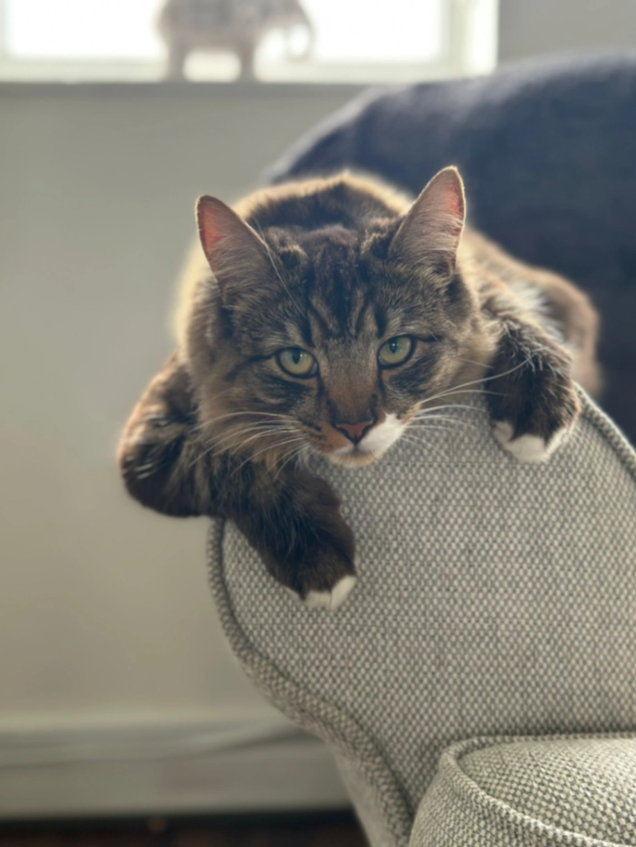 Timmy - Farrowdene Road, Reading