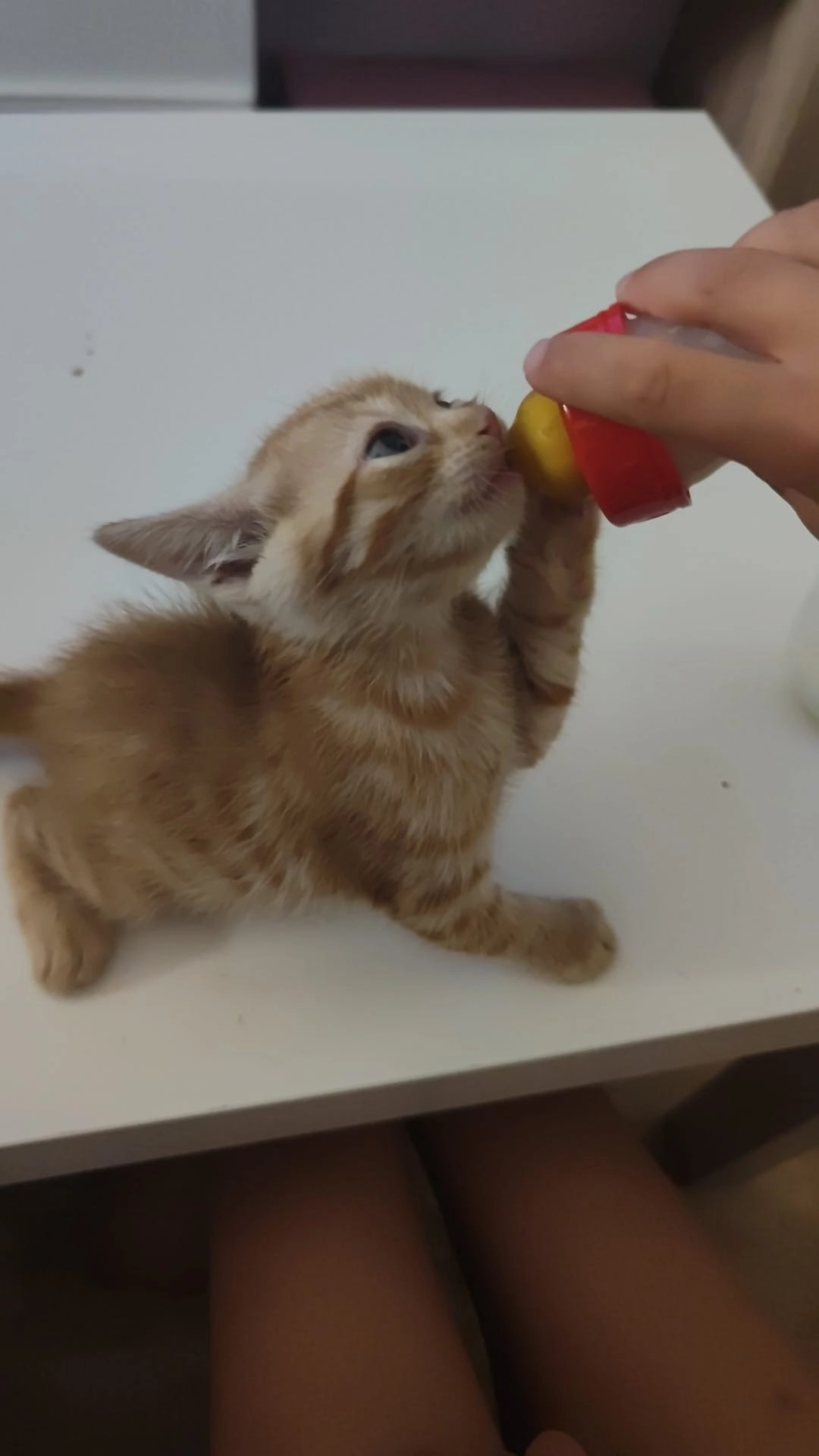 Jack - Carrera del Mami 75, Almería